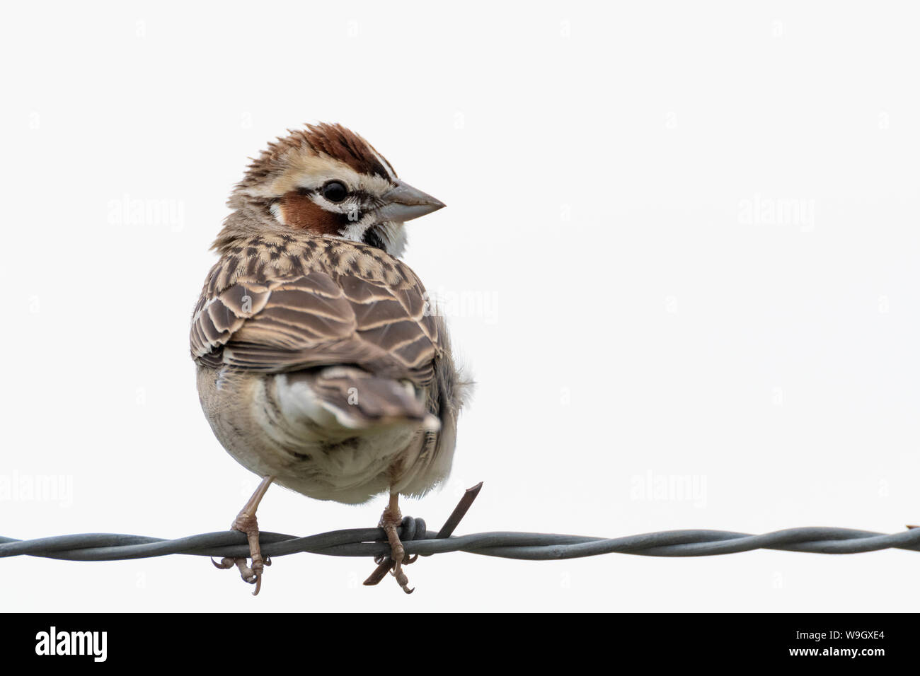 Lerche Sparrow, Kiowa nationalen Grasland, Harding Co., New York, USA Stockfoto