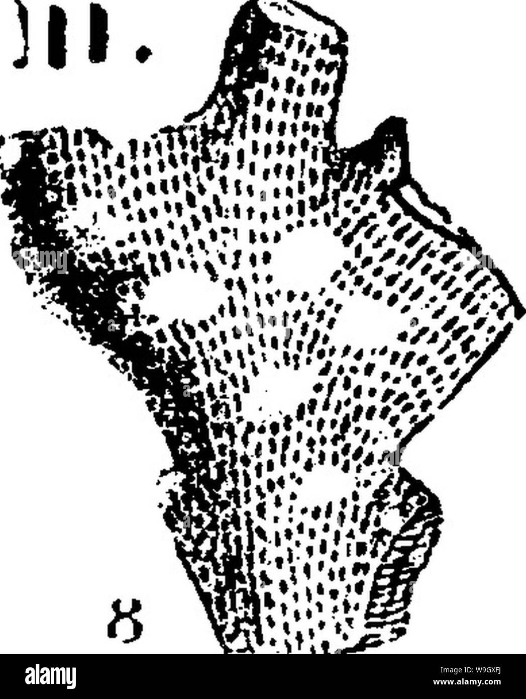Archiv Bild ab Seite 395 in einem Wörterbuch der Fossilien Stockfoto