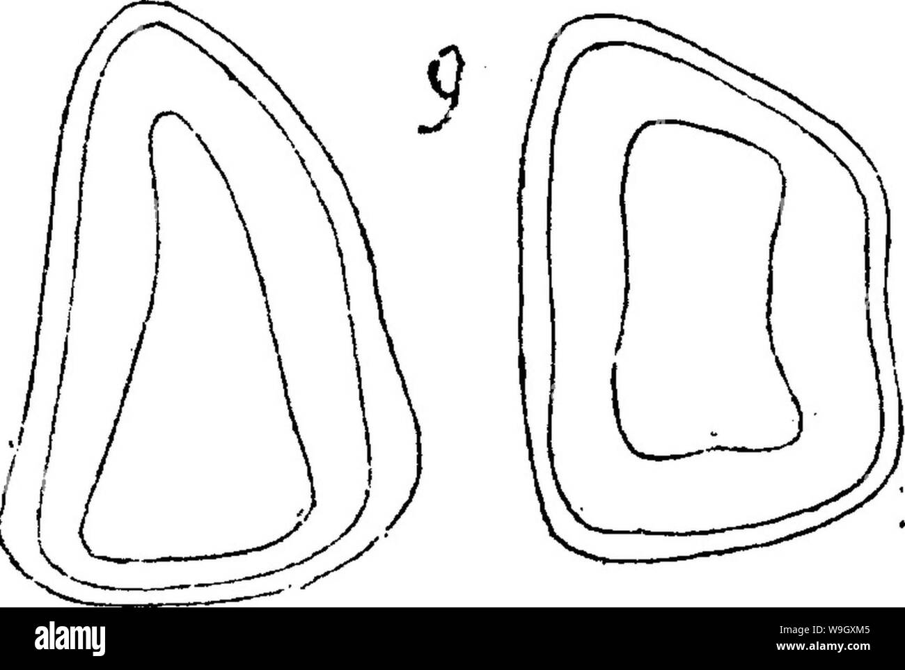 Archiv Bild ab Seite 399 von einem Wörterbuch der Fossilien Stockfoto