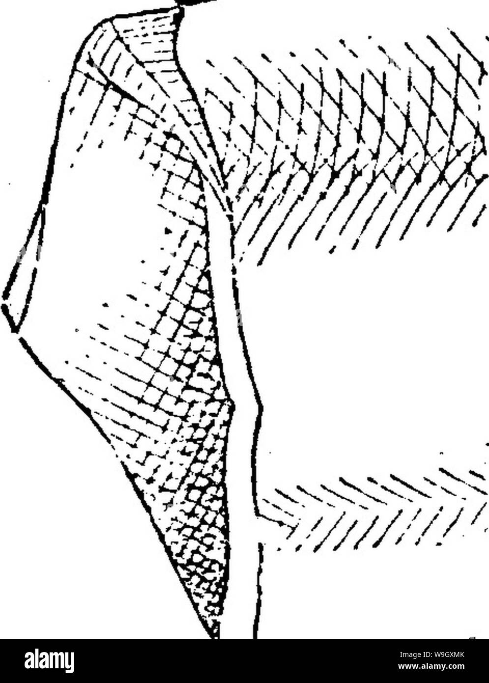 Archiv Bild ab Seite 399 von einem Wörterbuch der Fossilien Stockfoto