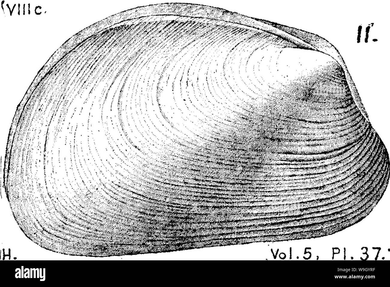 Archiv Bild ab Seite 427 von einem Wörterbuch der Fossilien Stockfoto