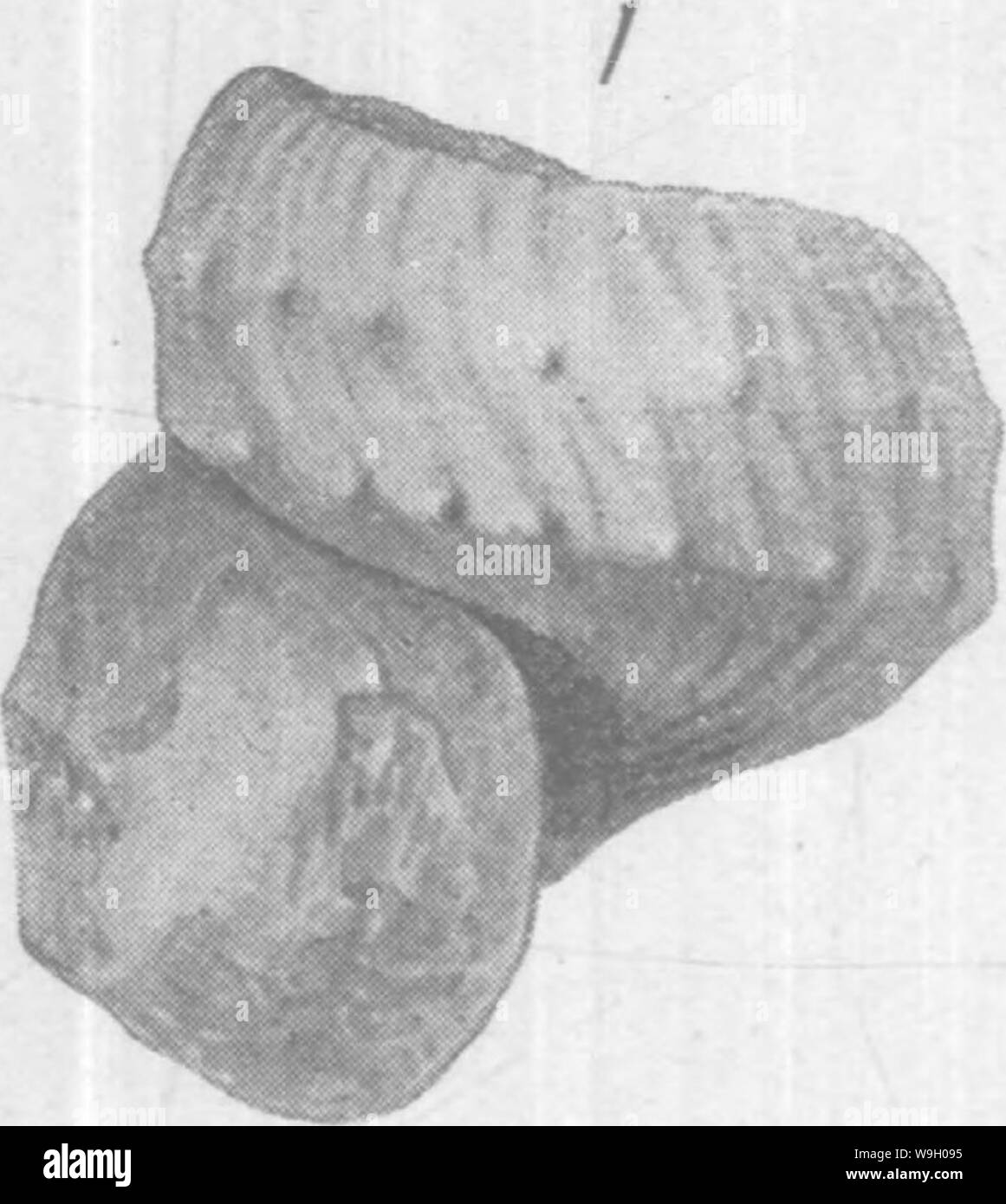 Archiv Bild ab Seite 440 von gasteropoda und Cephalopoda der Stockfoto