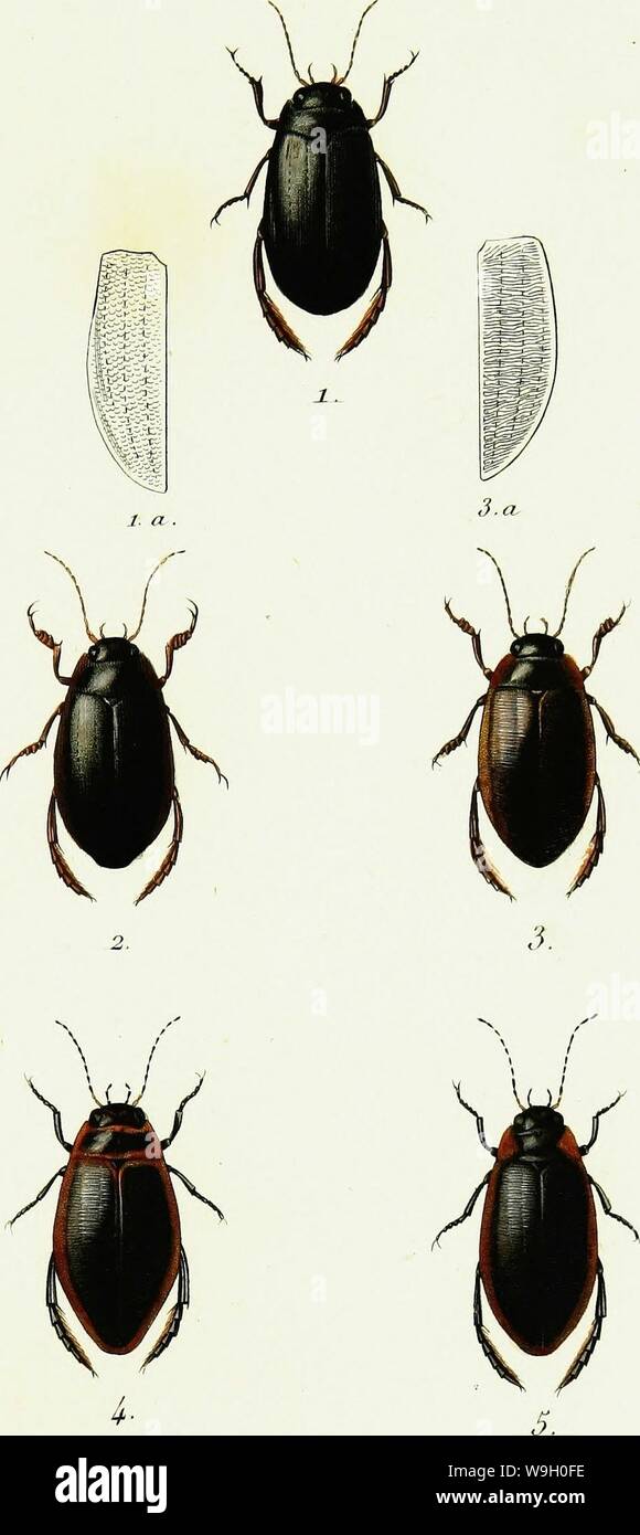 Archiv Bild von Seite 444 Iconographie et Histoire Naturelle des. Iconographie et Histoire Naturelle des coléoptères d'Europa; CUbiodiversity 1128626-9558 Jahr: 1829 (UYD R. OCAJVTHAHES. Tonne. 5. PI 12. COLYAIliK. TICS ich. C. Conaceus j. 3C. StriatïLS d. 2. C Piiatulatus vgl. 4C Dalimucus j. 5. C Fus CILS o. Beïance Pu Stockfoto