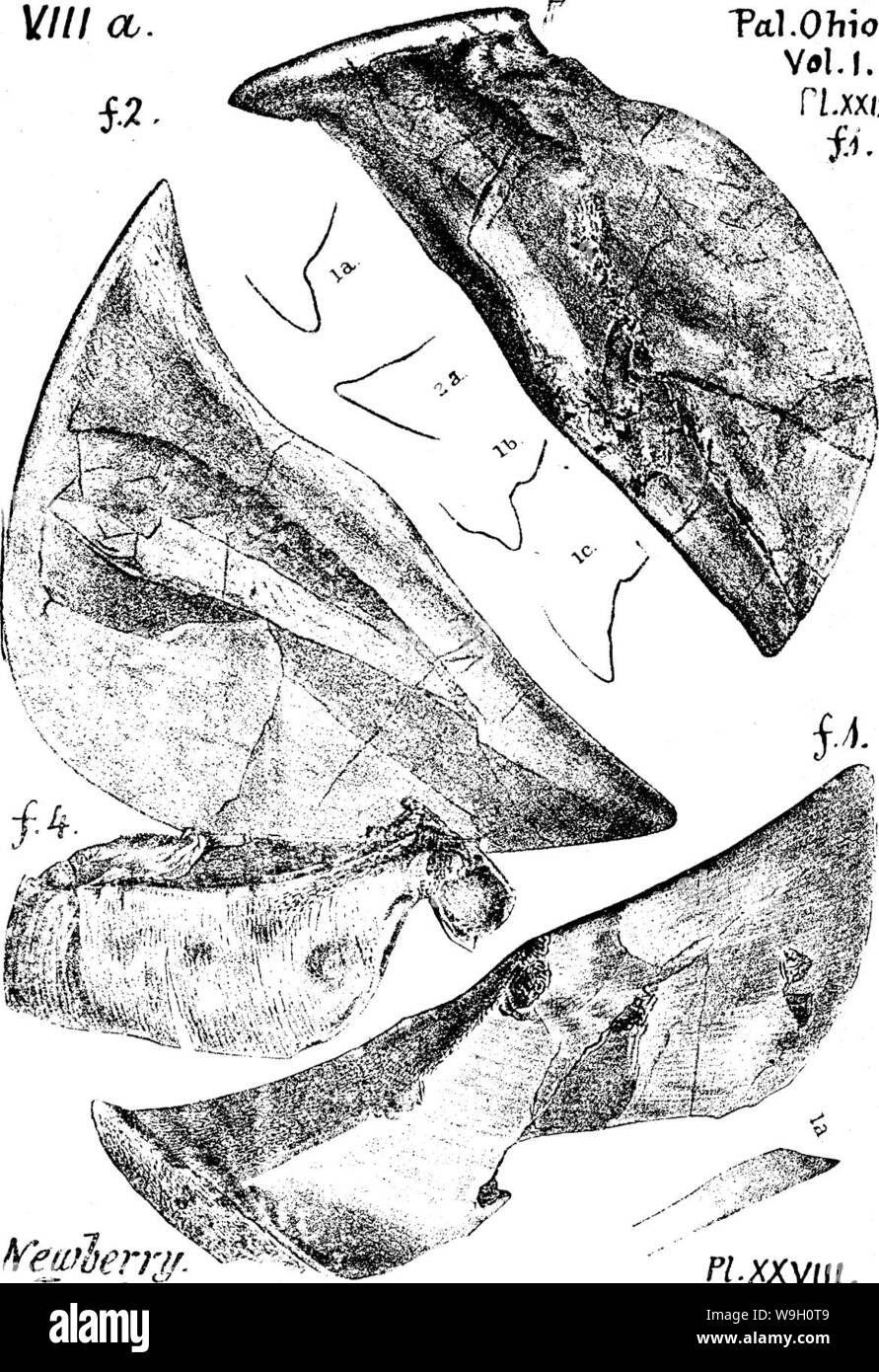 Archiv Bild ab Seite 449 ein Wörterbuch der Fossilien Stockfoto