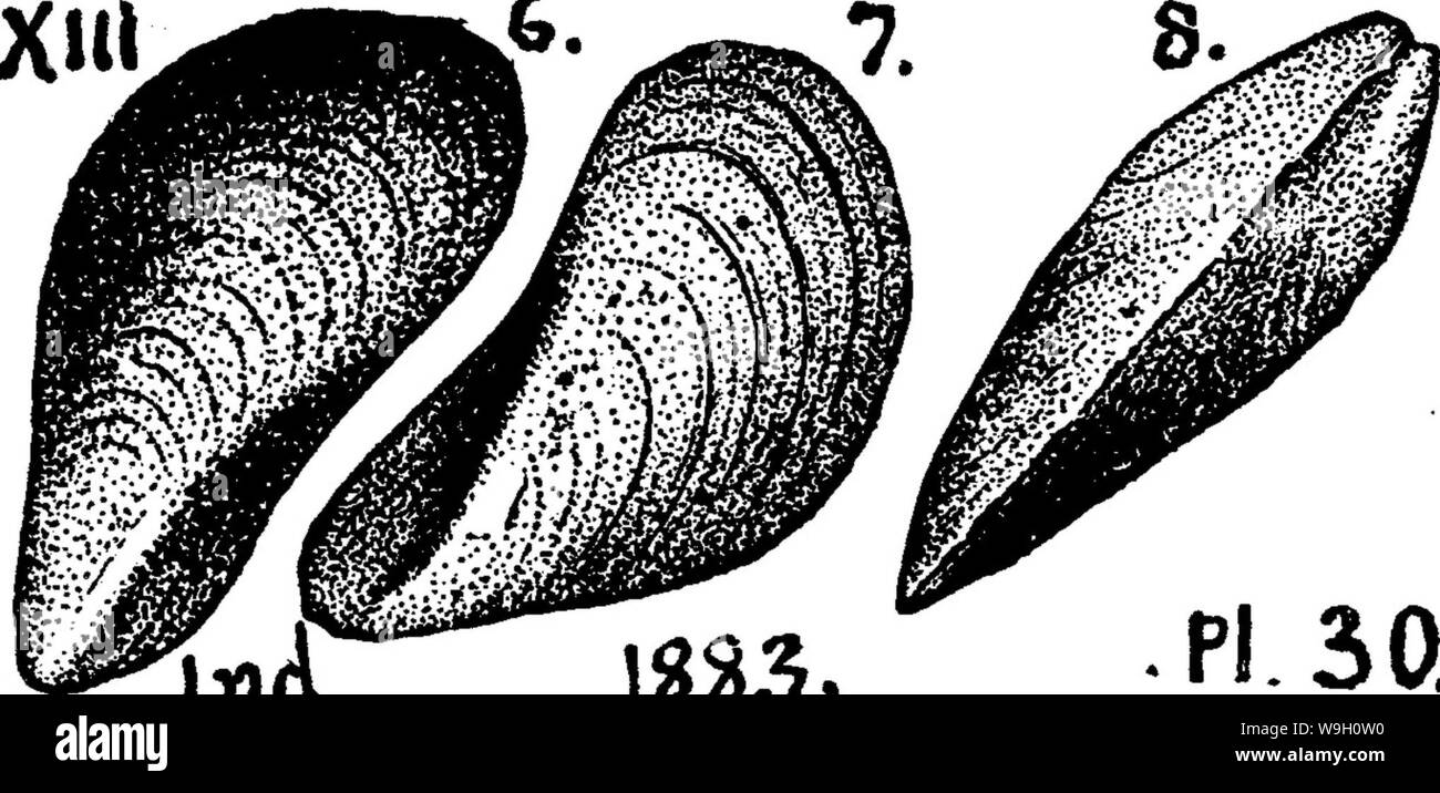 Archiv Bild ab Seite 449 ein Wörterbuch der Fossilien Stockfoto