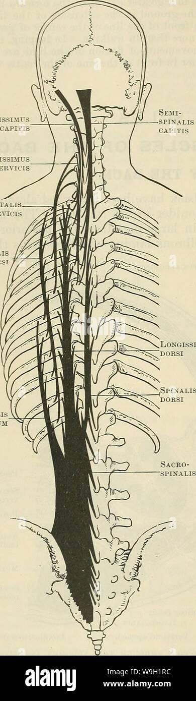 Archiv Bild ab Seite 471 von Cunningham's Lehrbuch der Anatomie (1914). Cunninghams Lehrbuch der Anatomie cunninghamstextb 00 cunn Jahr: 1914 (438 Der MUSCULAK SYSTEM. Form einer schmalen ligamentous Band, zu der die letzte Rippe auf dem beckenkamm zwischen den Muskeln des Rückens verbindet auf der einen Seite und die der Bauchdecke auf der anderen. Die mittlere Schicht ist ein Armaturenbrett, die seitlich erstreckt sich von den Enden der Querfortsätze der Lenden Wirbelkörper, zwischen dem sacrospinalis hinter dem quadratus lumborum Muskel vor und. Die anterioren Schicht ist der lumbalen Wirbel in der Nähe angebracht Stockfoto