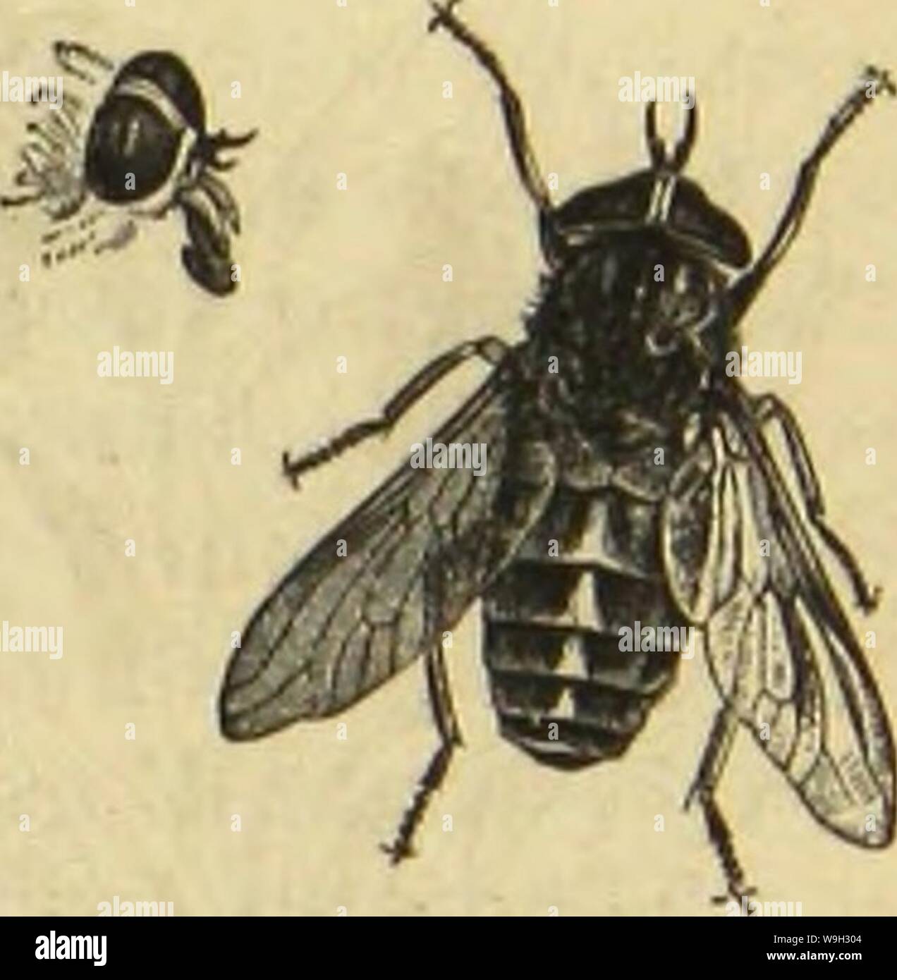 Archiv Bild ab Seite 512 von Kämpfen, Tausendfüssler und Spinnen sterben. Sterben Kämpfen, Tausendfüssler und Spinnen CUbiodiversity 1123035 Jahr: 1877 (5 D 2 Äi} = § aavmiitfe. Diiitbeibmnfe. 457 In der BIC-Bingen, roenn fic jaljtrrid) Bort; anben roaren; juerft Pflegen bie SBcibdjen, eine SBodjc fbäter bic SJcänndjen ju erfreuten. - @ 8 is also eine 5 Jlenge bon aarmttrfenarten ober eibenftiegen, roeldje in gaiijj berf eitlen SBeife leben, ober aüe ettuaS fleiner finb. S) ic artenljaarmürfe (Bibio Hortulanus)) t in üjren cfdjtetfjtern beiben Nicken) tpeiter au § cinanbcr, inbem Ju 1963 fdjhjovjen SJtänndjen ei Stockfoto