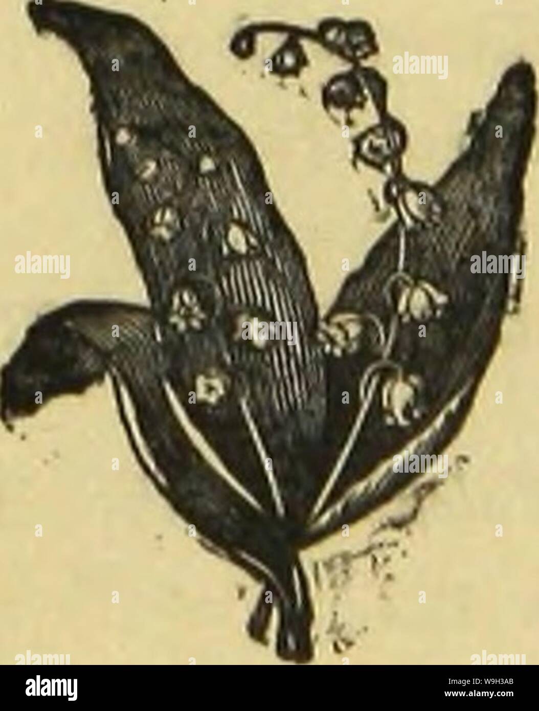 Archiv Bild ab Seite 526 Der Spinnen von Dorset, mit. Die Spinnen von Dorset, mit einem Anhang mit kurzen Beschreibungen der Britischen Arten noch nicht in Dorsetshire gefunden. "Aus dem Verfahren der Dorset. Natural History und antiquarische Feld Club." CUbiodiversity Jahr: 1879 1117816 (475 Dunkelbraun apophysis an seiner Basis an der Außenseite, der eine ein wenig obtusely-spitz ovale Form, und ein kleiner, dunkler, Spitze an der Spitze vor. Die digitale Verbindung ist groß, oval, Dunkelbraun. Die palpal Organe, vorstehend, mäßig komplexen und fast von einem schwarzen, filifor umgeben Stockfoto