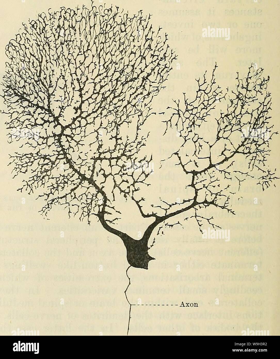 Archiv Bild ab Seite 541 von Cunningham's Lehrbuch der Anatomie (1914). Cunninghams Lehrbuch der Anatomie cunninghamstextb 00 cunn Jahr: 1914 (Nerv-Fasern. - Nerv - Fasern, ar-in Bündel von mehr oder weniger lose reichten, bilden die Nerven, die in jedem Teil des Körpers. Sie stellen auch den größten Teil des Gehirn und Rückenmark Medulla. Nerv-Fasern sind die Verhalten-ing Elemente des Nervensystems; sie dienen den Nerv zu bringen-Zellen in Bezug sowohl untereinander als auch mit den verschiedenen Geweben des Körpers. Es gibt verschiedene Sorten von Nerv - Fasern, sondern in allen Die leadi Stockfoto