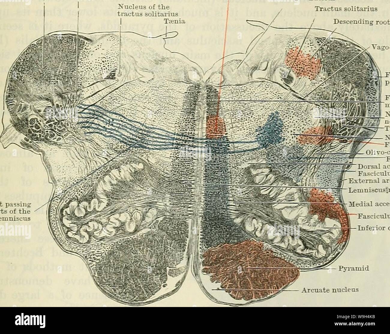 Archiv Bild ab Seite 588 von Cunningham's Lehrbuch der Anatomie (1914). Cunninghams Lehrbuch der Anatomie cunninghamstextb 00 cunn Jahr: 1914 (INTEENAL STEUCTUEE der Medulla oblongata und PONS. 555 Im konkreten Fall betrachten wir das vestibuläre Kern und das Kleinhirn ihre Chief Supply von afferenten Fasern aus den eingehenden vestibulären Nerv erhalten: Es ist daher kein Grund für die Migration. Ähnlich den Kern aus Buchsbaumholz und Nucleus cuneatus erhalten die Fasern, die durch die funiculus posterior kommen und bleiben, wo sie sind. Aber die Kerne Pontis, der olivary Nucleus, und der Ar Stockfoto