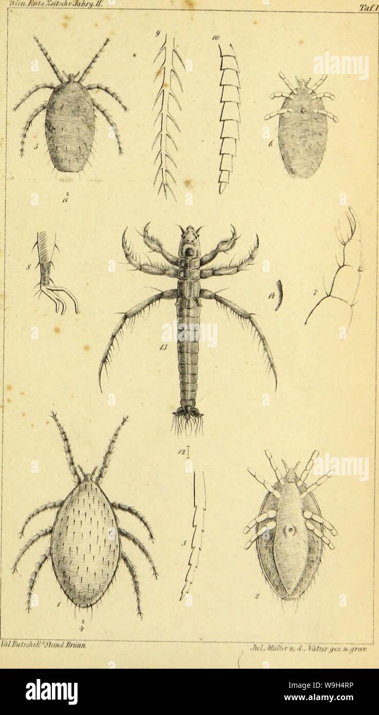 Archiv Bild ab Seite 592 der Wiener entomologische Monatschrift (1857) Stockfoto