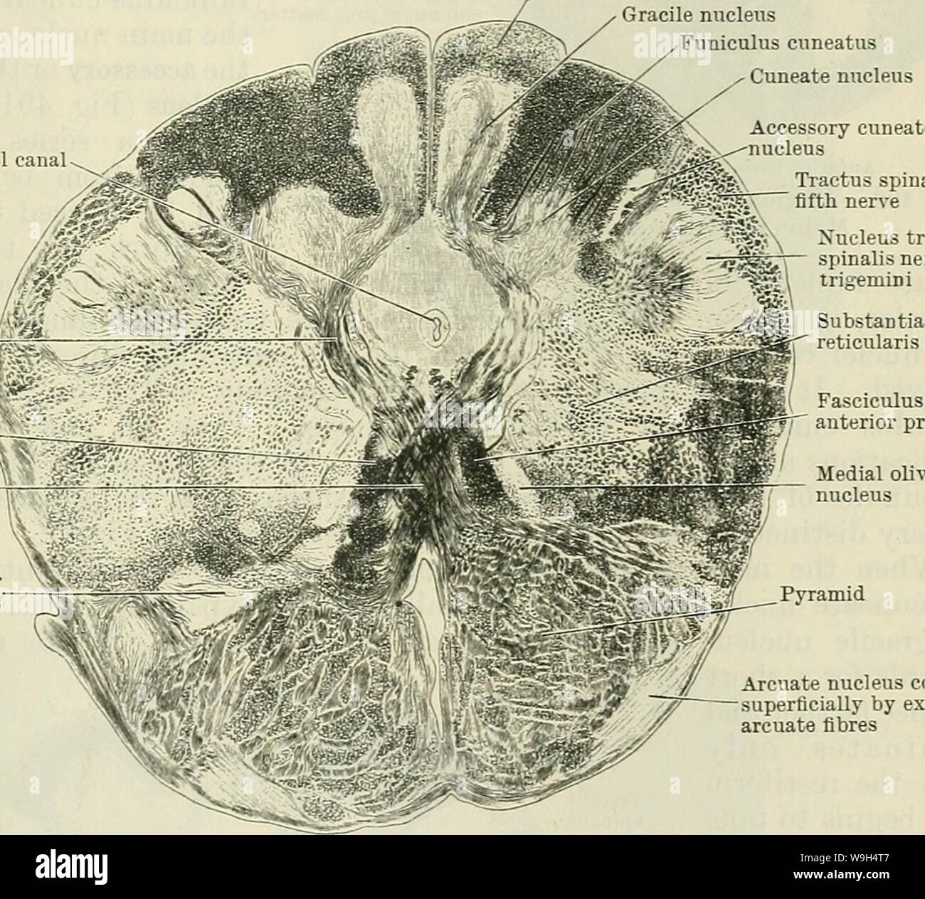 Archiv Bild ab Seite 592 der Cunningham Lehrbuch der Anatomie (1914) Stockfoto