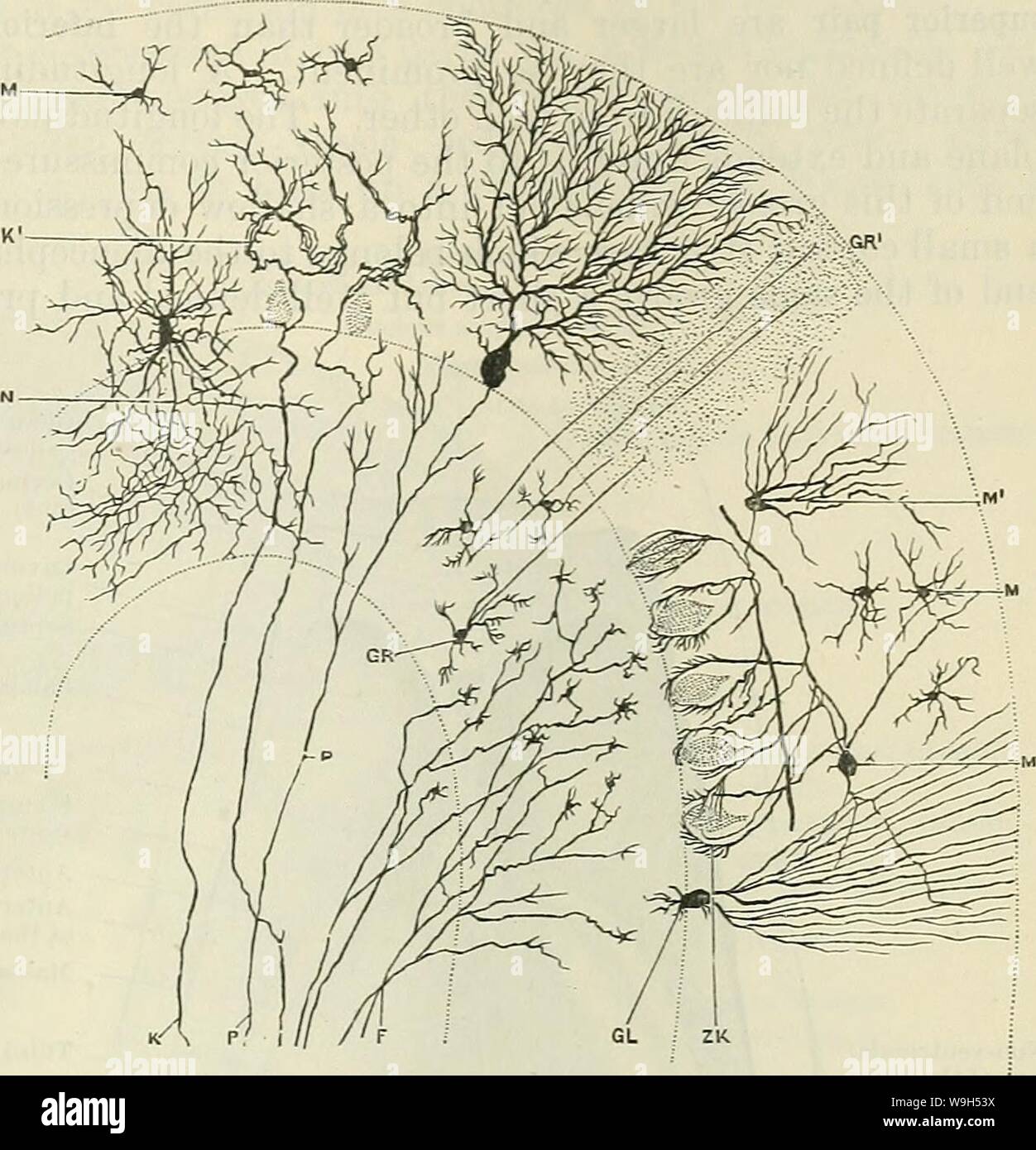 Archiv Bild ab Seite 614 von Cunningham's Lehrbuch der Anatomie (1914). Cunninghams Lehrbuch der Anatomie cunninghamstextb 00 cunn Jahr: 1914 (Das MESENCEPHALON. 581 Filialen, die die Zellen von Purkinje einschließen, sowie die kurze Nicht-medullated Teile ihrer Axone, in einem engen Korb - Werk der bildenden Filamente. Die granulare Schicht ist, die zum größten Teil aus einer großen Anzahl von kleinen Körnchen - wie Körper eng zusammen gepackt. Jede dieser besitzt einen etwas großen Kern, der mit einer sehr kleinen Menge von Surround-sound-ing Protoplasma. Von der Zelle Körper drei oder vier, vielleicht fünf, dendri Stockfoto