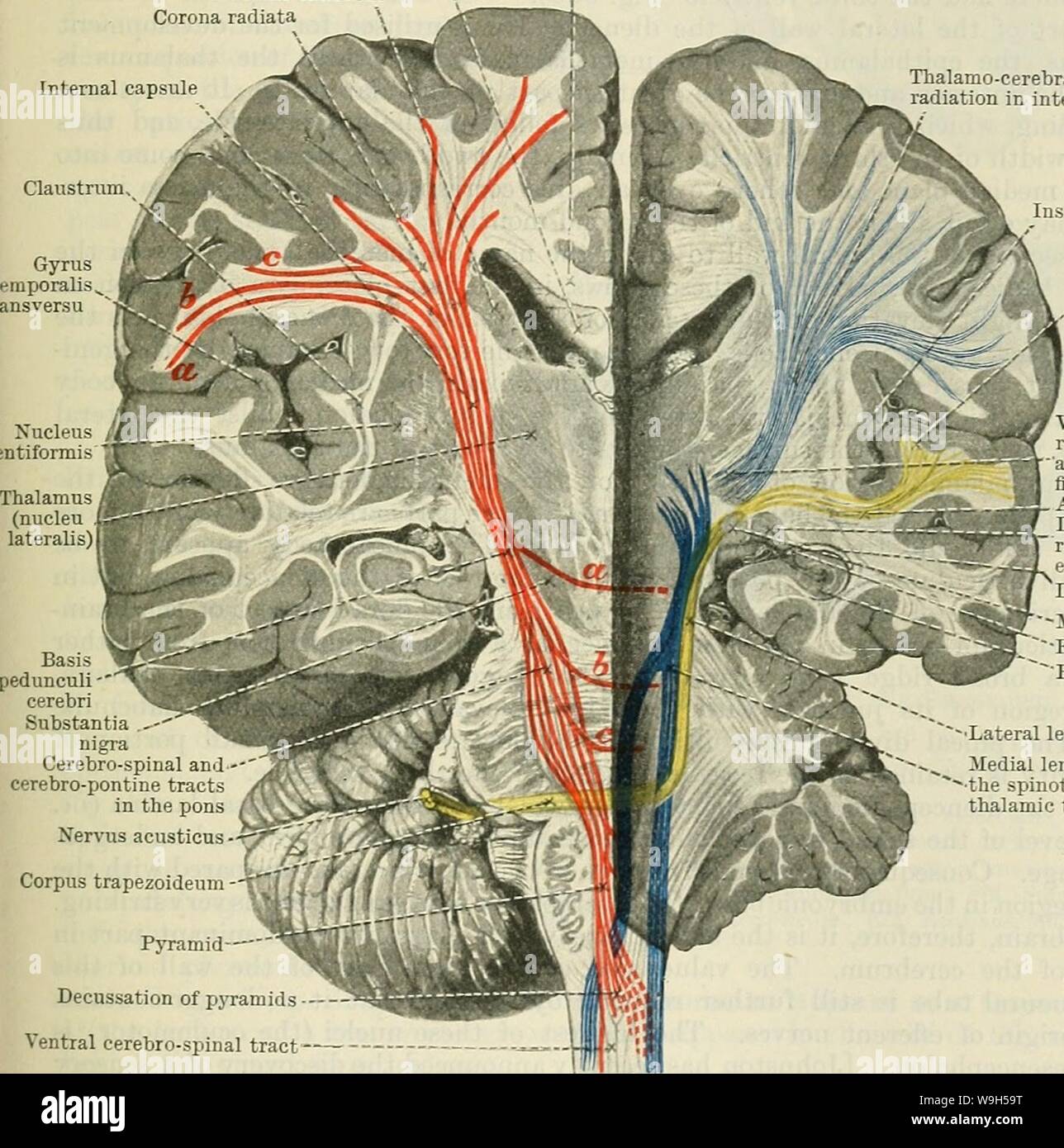 Archiv Bild ab Seite 640 von Cunningham's Lehrbuch der Anatomie (1914). Cunninghams Lehrbuch der Anatomie cunninghamstextb 00 cunn Jahr: 1914 (DAS TIEFE VERBINDUNGEN DES CEEEBEAL NEEYES. 607 lemniscus. Es ist wichtig, sich daran zu erinnern, dass der Streit mechillares nicht immer im Boden des vierten Ventrikel (Bild sichtbar sind. 535), sind aber oft mehr oder weniger tief vergraben. Die Verbindung zwischen dem Terminal cochlear Kerne und der Colliculus inferior ist nicht ganz mit, dass auf der gegenüberliegenden Seite, wie die vorstehenden Ausführungen Beschreibung und das Diagramm (Abb. 534) könnte man folgern. Ein paar Fasern Pass Stockfoto