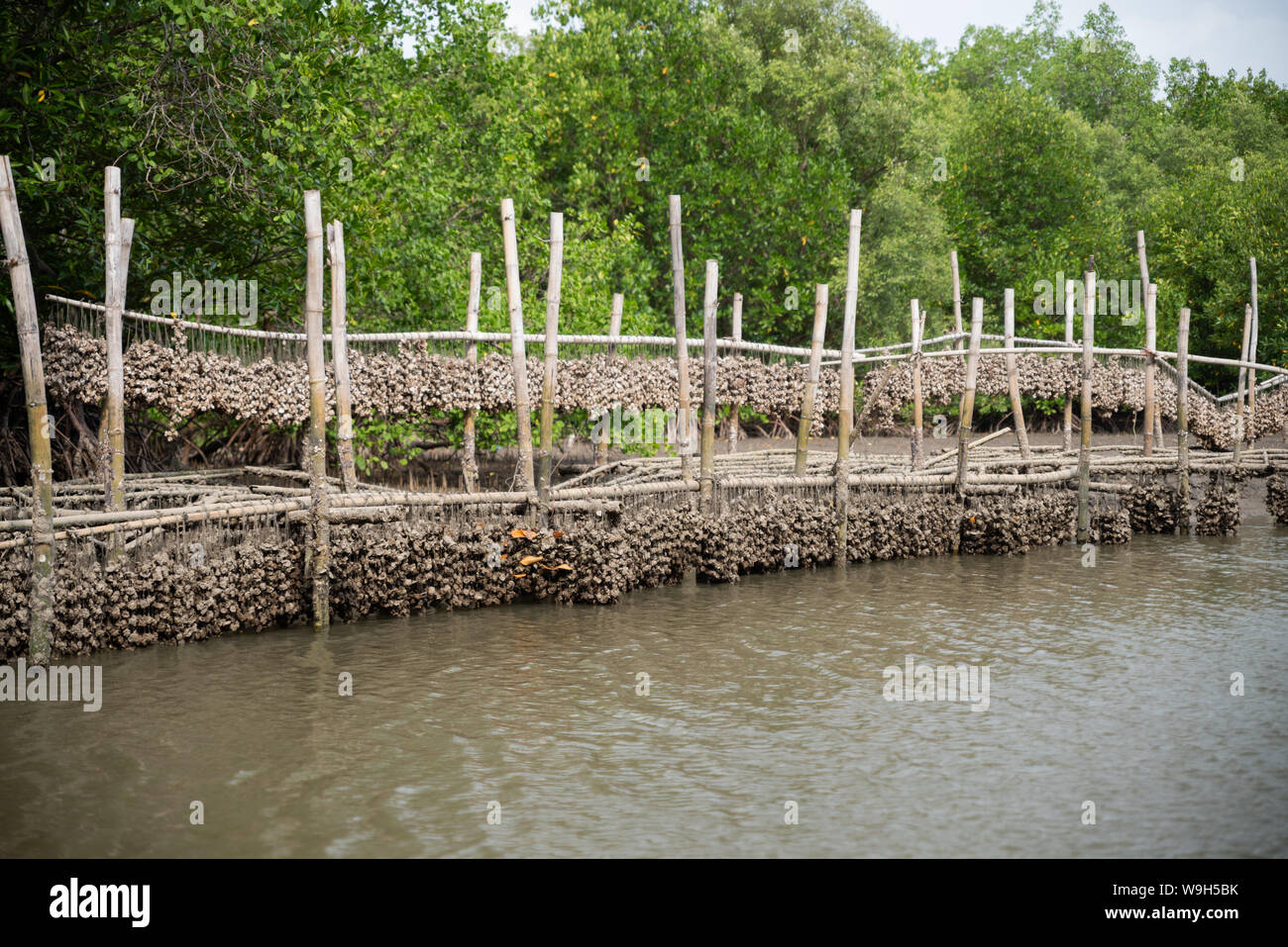 Oyster Farm in den Mangrovenwald Bereich Chanthaburi, Thailand. Eine der besten Touristenattraktion in Thailand. Stockfoto