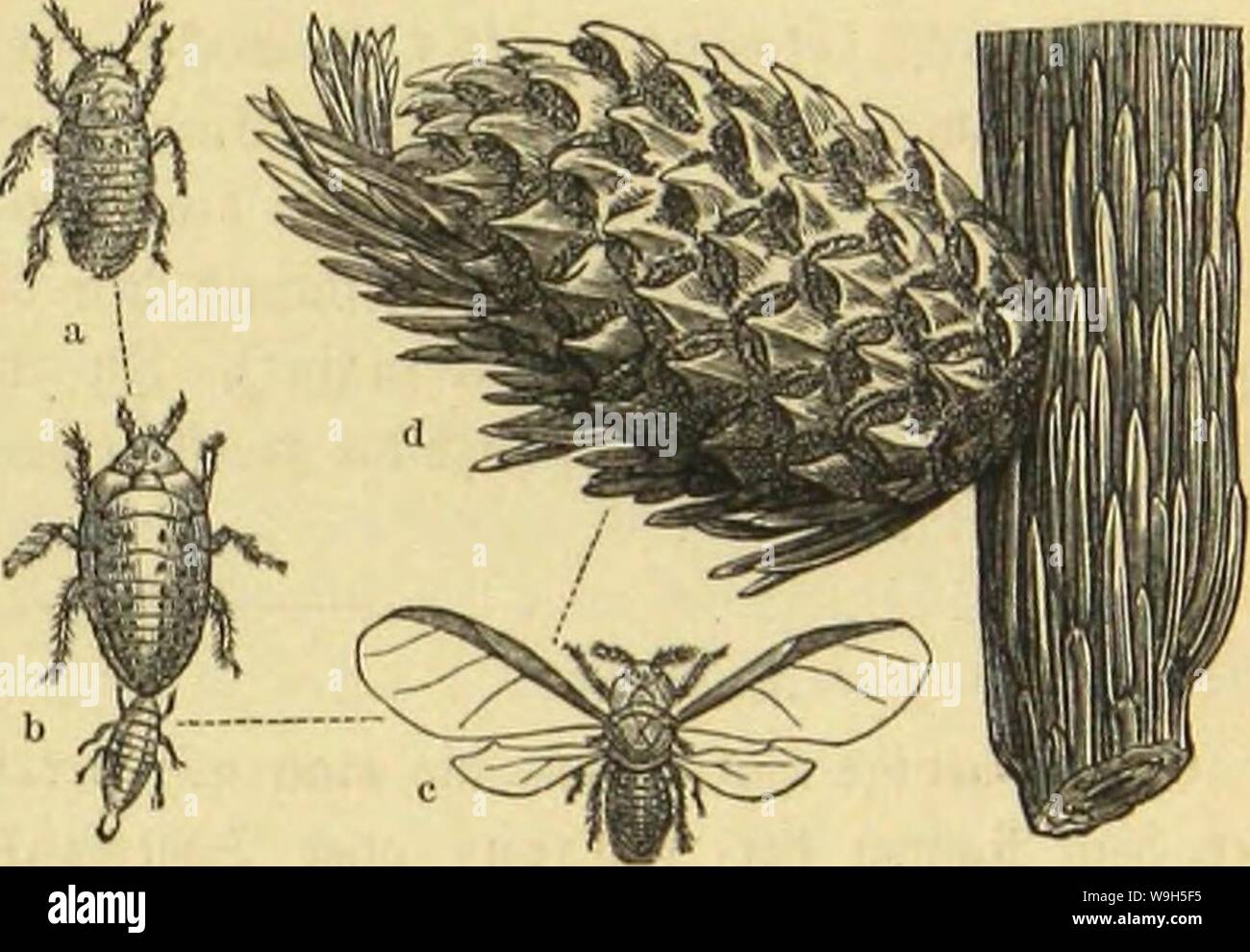 Archiv Bild ab Seite 648 von Kämpfen, Tausendfüssler und Spinnen sterben. Sterben kämpfen, und Spinnen CUbiodiversity TausendfuÌssler Jahr: 1877 1123035 (Âcmeine Sonnentaus. SÃ¤vdjculauÂ". Sid) en=DUubenIaitB. 581 eingeleitete Stifjbilbuug. ScljlieÃ¼C'f) fitjen fie in jcllenartigen 9 IÖW¤umen innerhalb eineS Ananas = Ã¤f; nficf) en. gabfenS (3 Abb. d). SDevgteictjcu Rapfen, bebeefen iuand) bie fronen junger tnal Sidjtcn Ã¼ber Ã¼ber unb unb beeintrÃ¤chtigen beren xegcltcdjte Gntmidclung gctualtig. SDie in ben Âallen Icbenben Farben (3 Abb. a) finb fdjlanfer als iljre Âtainmmutter, bettjcglidjer als Bic Stockfoto