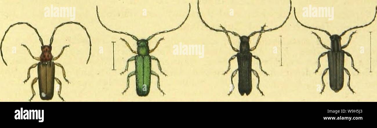 Archiv Bild ab Seite 656 von C G Calwers Käferbuch; Naturgeschichte. C.G. Calwers Käferbuch; Naturgeschichte der Käfer Europas zum Handgebrauche für Sammler CUbiodiversity 1129343 Jahr: 1883 ( Stockfoto