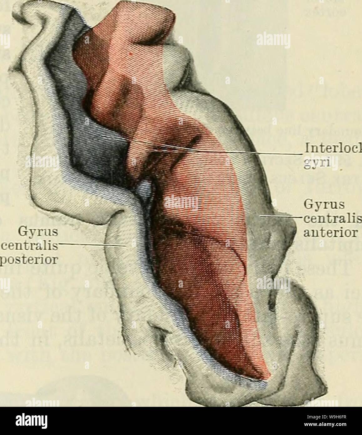 Archiv Bild ab Seite 696 von Cunningham's Lehrbuch der Anatomie (1914) Stockfoto
