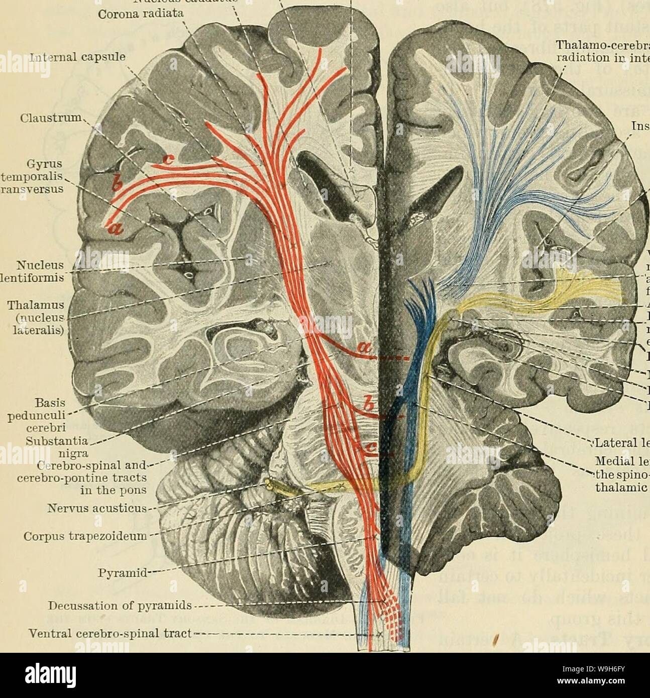 Archiv Bild ab Seite 685 von Cunningham's Lehrbuch der Anatomie (1914). Cunninghams Lehrbuch der Anatomie cunninghamstextb 00 cunn Jahr: 1914 (652 Der NEKVOUS SYSTEM. Beziehung mit Zellen der ventro-lateralen Kern. Die Fasern, die sich aus diesem Kern fahren Sie mit dem gyrus centralis posterior, und Impulse zu vermitteln, die Excite ein Bewusstsein für Berührung, Druck, Schmerz, Hitze oder Kälte. Einige dieser spino-thalamic Fasern geben Sie die medial lemniscus in der Medulla oblongata, andere bleiben davon getrennt (Abb. 580), bis sie die Ebene des Pons, wo Sie adde zu erreichen. Stockfoto