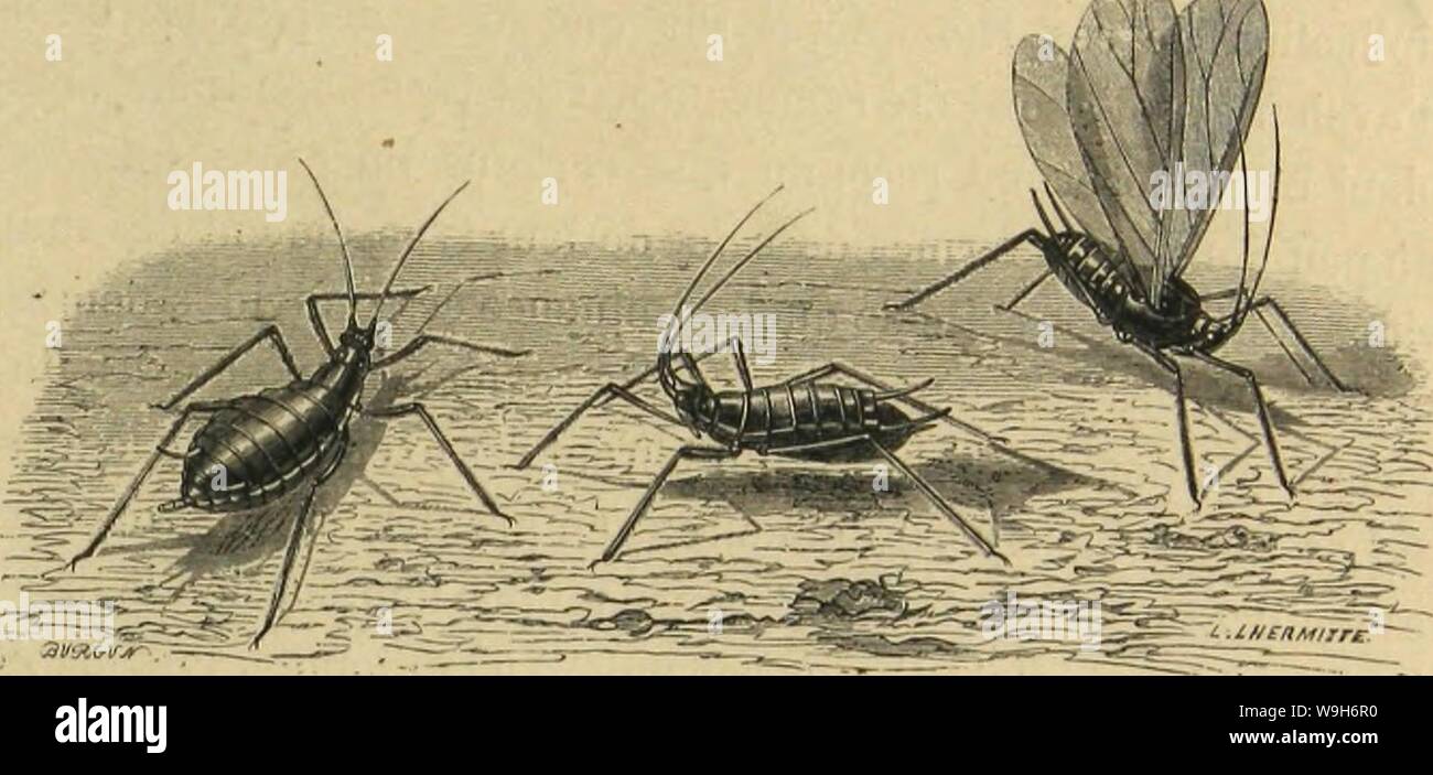 Archiv Bild von Seite 696 des moeurs et Métamorphoses Instinkte des. MeÌtamorphoses mÅurs et Instinkte des Insectes (Insectes, myriapodes, arachnides, 1118075 CUbiodiversity crustaceÌs) Jahr: 1868 (LES HIÃMIPTÃRES. 635 avaient Vu des rciiielles sÃparÃes absolument d'individus mà les qui mettaient au Monde des petits Vivants. De leur Beobachtung, ils avaient Feststellungen que ces Insectes Ãtaient Zwitter, OPI-nion abandonnÃe Après-ski les expÃriences de Charles Bonnet, nÃanmoins reprise depuis peu par un habile micrographe, M. Balbiani. A l'automne, Il est ordinaire de voir sur les Plantes des Stockfoto