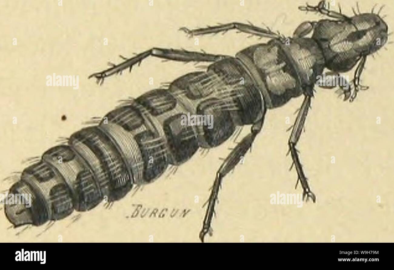 Archiv Bild von Seite 733 des moeurs et Métamorphoses Instinkte des. MeÌtamorphoses mÅurs et Instinkte des Insectes (Insectes, myriapodes, arachnides, 1118075 CUbiodiversity crustaceÌs) Jahr: 1868 (660 LES MÃTAMORPHOSES DES INSECTES, ovaires Chez tous les individus (Lu'il avait observÃs, s'Ãtait pro-suadÃque les Poux Ãtaient liernuiphrodites; mais Lceuwenhoek rÃussit à trouver les mÃ lcs. Une femelle Donne une cinquan-taine d'Åufs; le Savant hollandais expÃrience constata, Gleichheit, qu'au bout de deux mois, deux femelles avaient ÃtÃla souche de 18000 individus. Les Åufs de ces Parasiten, connus Stockfoto
