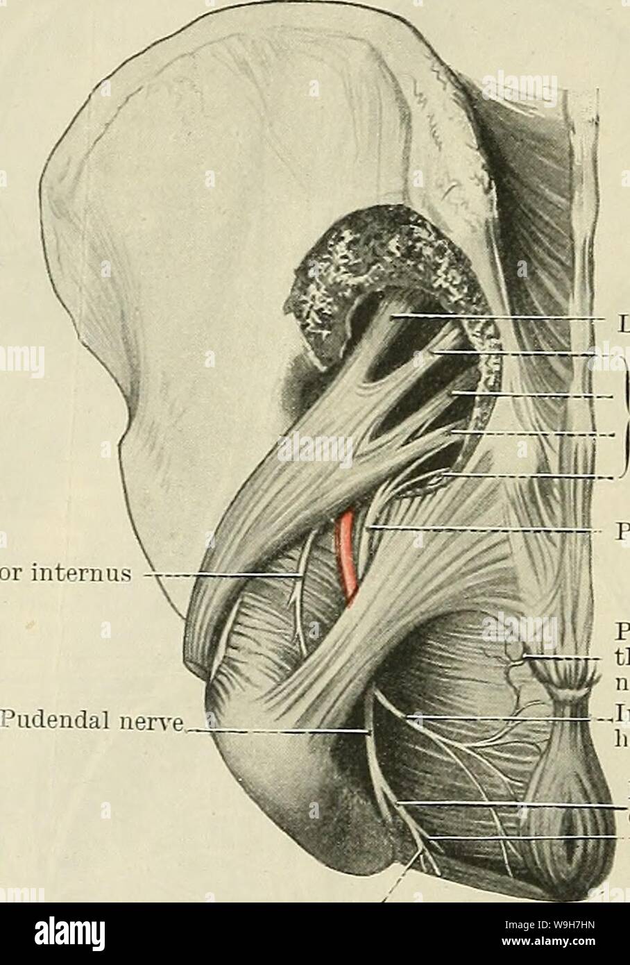 Archiv Bild ab Seite 773 von Cunningham's Lehrbuch der Anatomie (1914). Cunninghams Lehrbuch der Anatomie cunninghamstextb 00 cunn Jahr: 1914 (740 DAS NERVENSYSTEM. Coursing vorwärts durch den vorderen Teil der Symphysis-rektalen Fossa, es fließt zwischen die beiden Schichten der Faszie des Sinus urogenitalis Membran in die Harnröhre. Es liefert muskulös verzweigt in die vorderen Teile der Levator ani und externen Schließmuskel, der Transversus perinei superficialis, und Profundus, symphysis-Cavernosus, Bulbo-Cavernosus (oder schliessmuskel vaginas) und schliessmuskel Harnleiter membranaceas. Es endet wie Th Stockfoto