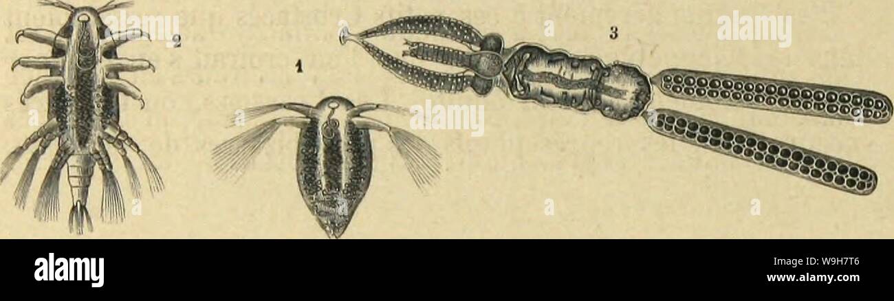 Archiv Bild von Seite 795 des moeurs et Métamorphoses Instinkte des. MeÌtamorphoses mÅurs et Instinkte des Insectes (Insectes, myriapodes, arachnides, 1118075 CUbiodiversity crustaceÌs) Jahr: 1868 (712 LES MÃTAMORPHOSES DES INSECTES. ports avec les Arachnides, comme les Fsopodes eu offrent avec Les rnsectes. Animaux de Grande Taille, ils ont Un große bouclier cÃphalothoracique, un Abdomen bien sÃparÃet une Warteschlange Arti-culÃe. PrivÃs de mandibules et de mÃ¢ choires, des pattes de Rem-plissent les Usages. Ces CrustacÃs composent la Famille de Limu-uDKs, nicht auf connaÃ®t plusieurs Espò ¨ ces, de Stockfoto