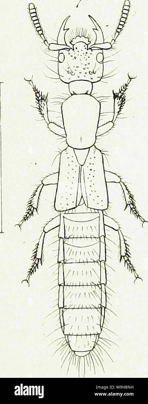 Archiv Bild ab Seite 966 der Gattungen und Arten staphylinorum Insectorum Stockfoto