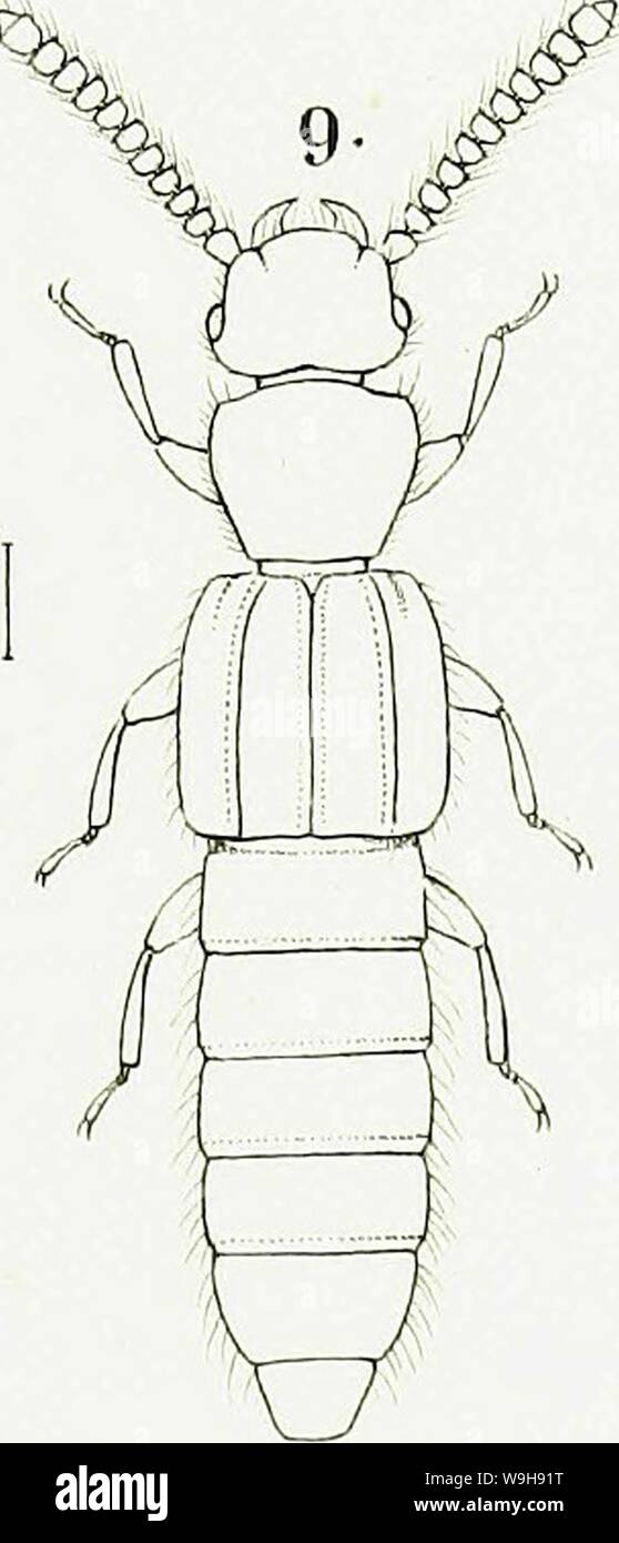 Archiv Bild ab Seite 968 der Gattungen und Arten staphylinorum Insectorum Stockfoto