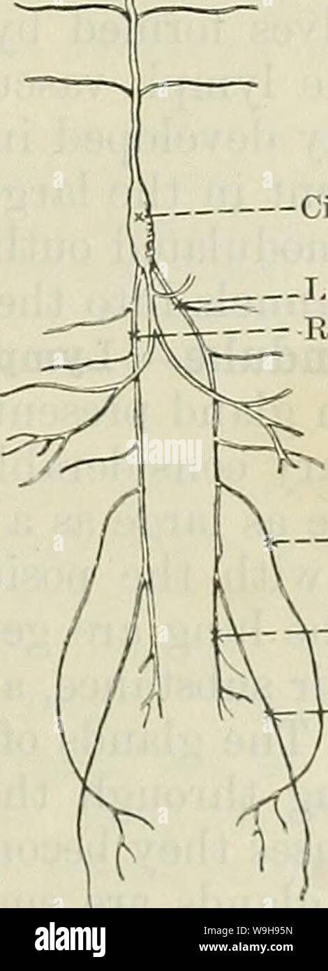 Archiv Bild von Seite 1026 von Cunningham's Lehrbuch der Anatomie (1914). Cunninghams Lehrbuch der Anatomie cunninghamstextb 00 cunn Jahr: 1914 (s Linken subclavia, links Innominate Vene-- Ductus thoracicus' - Vena cava superior Ductus thoracicus die Gefäße des Lymphgefäßsystems, Vasa lymphatica, eine farblose Flüssigkeit, die reich an weißen Blutkörperchen, die Lymphe genannt wird. In vielerlei Hinsicht ähneln die Lymphgefässe Blutgefäße, vor allem Venen, und, wie die Adern, viele der Lymphgefäße, aber nicht alle, mit der rechten Vena jugularis Trunk enthalten zahlreiche Ventile, die die Richtung der CIR-Steuerung Stockfoto