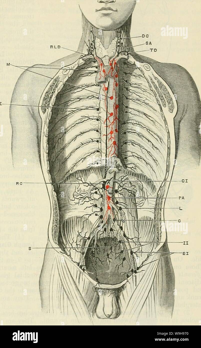 Archiv Bild von Seite 1044 von Cunningham's Lehrbuch der Anatomie (1914). Cunninghams Lehrbuch der Anatomie cunninghamstextb 00 cunn Jahr: 1914 (die LYMPHE GLAXDS DES THOEAX. 1011 Leitung. Die unteren Räume, auf jeder Seite, bilden eine absteigende Aorta Stamm, der durch die Öffnung des Zwerchfells und endet in der Cisterna Chyli. (3) Lympho-glandulae Medi-astinals teriores Ein -.- Der Anterioren medias - tinal Lymphknoten zwei Gruppen bilden, eine untere und eine obere. Die untere Gruppe) besteht aus 3 oder 4 Drüsen, und liegt, pos-terior der Ster-num, im unteren Teil der anterioren m Stockfoto
