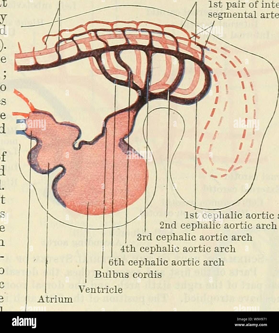 Archiv Bild von Seite 1060 von Cunningham's Lehrbuch der Anatomie (1914). Cunninghams Lehrbuch der Anatomie cunninghamstextb 00 cunn Jahr: 1914 (ENTWICKLUNG DER AETEEIES 1027 Die Aortenbögen und Ihre ventralen und dorsalen Wurzeln. - Die Aortenbögen sind die Schiffe, welche der ventralen Teile der Primitiven ventralen Aorta anschließen? Mit den primitiven dorsalen aortse. Sechs solcher Bögen sind auf jeder Seite gebildet. Sie entspringen aus dem ventralen Aorta? Oder aus dem Herzen, Sie runden die Seitenwände der Darm, in der Branchial Bögen, und sie kündigen, im Zusammenhang mit der dorsalen Wand 7 Paar Stockfoto