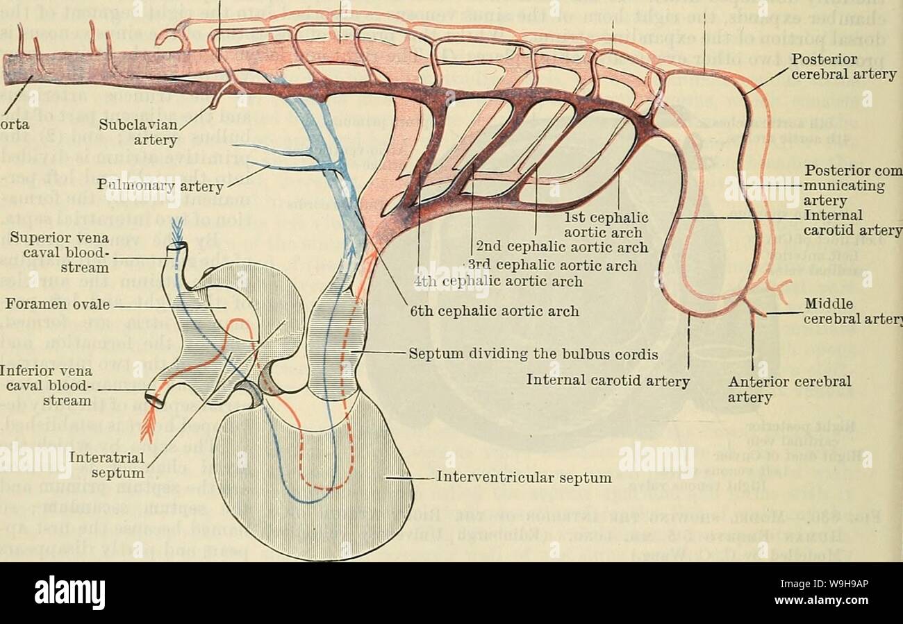 Archiv Bild von Seite 1067 von Cunningham's Lehrbuch der Anatomie (1914). Cunninghams Lehrbuch der Anatomie cunninghamstextb 00 cunn Jahr: 1914 (Wand der rechten Vorhof Septum primum Fixierung mit minderwertigen atrio-ventrikulären Kissen Septum primum Rechts-links Venenklappen Venenklappen minderwertig atrio-ventrikulären Kissen Bight posterioren Kardinal Venen rechten Leitung von Cuvier Öffnung in der rechten Horn von Sinus venosus 7 Transfers zwischen Arteria dorsalis A. vertebralis Arteria basilaris hinteren Gehirnarterie mittlere Zerebralarterie vordere Gehirnarterie Schwein eröffnet. 832.- Entwicklung des Herzens Stockfoto