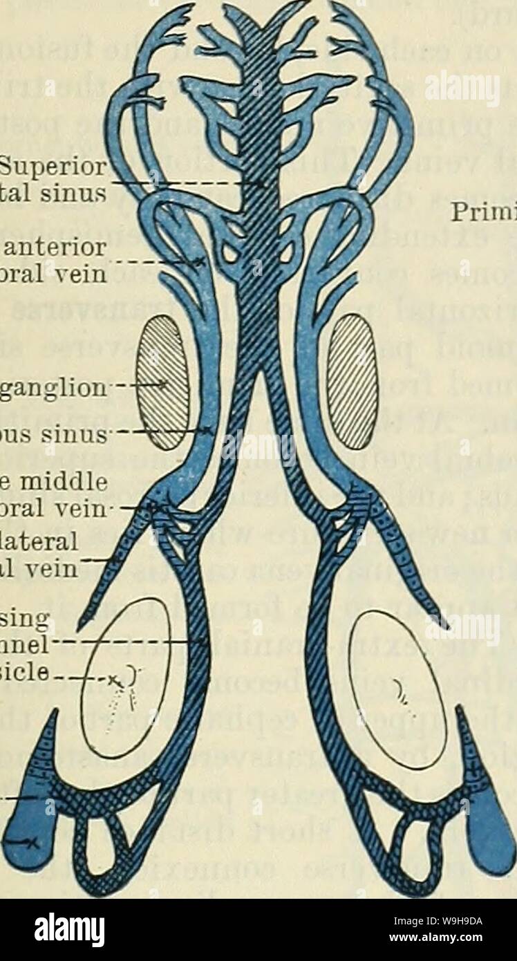 Archiv Bild von Seite 1072 von Cunningham's Lehrbuch der Anatomie (1914