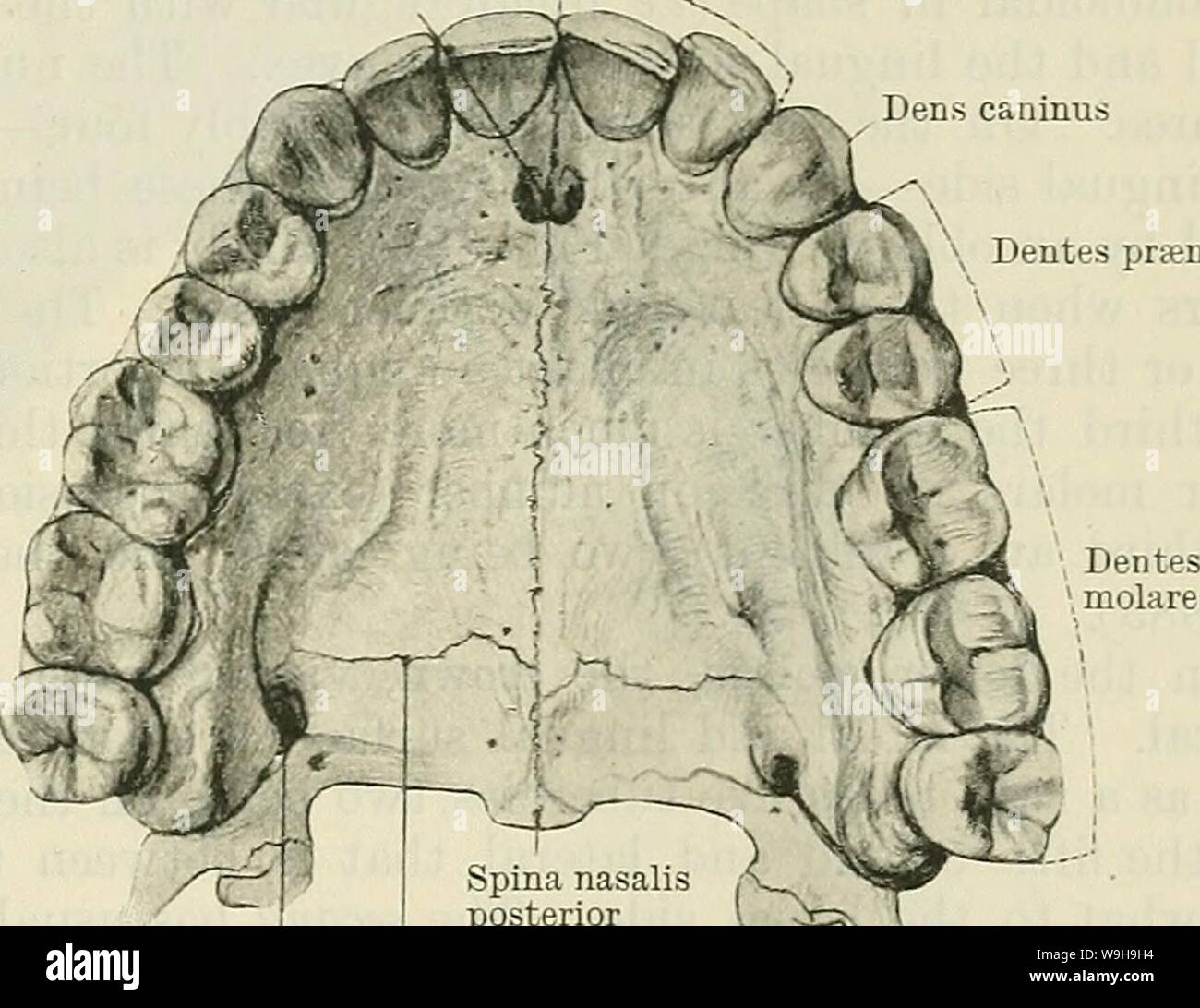 Archiv Bild von Seite 1150 von Cunningham's Lehrbuch der Anatomie (1914). Cunninghams Lehrbuch der Anatomie cunninghamstextb 00 cunn Jahr: 1914 (PEEMAXXT ZÄHNE. 1117 Foramen incisivuui - Dentes incisivi Dentes Canini.- In den vier Eckzähne, die erfolgreich die Schneidezähne in jeder Zeile (Abbn. 881 und 886), die Krone ist groß und konisch, entsprechende eng in allgemeiner Form zu einem sehr großen zentralen Schneidezahns mit seinen Winkel schneiden, so dass die Krone einem spitzen oder konische Form annimmt. Der labialen Oberfläche konvex ist, die Sprachen in der Regel etwas konkav. Die Wurzel ist single und Lange, insbesondere i Stockfoto