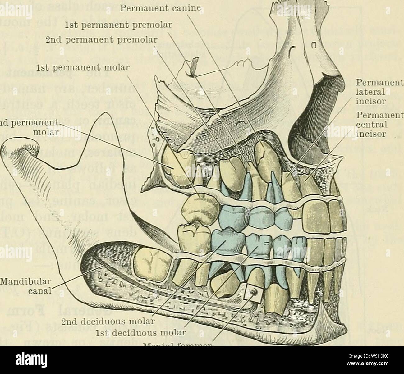 Archiv Bild von Seite 1146 von Cunningham's Lehrbuch der Anatomie (1914). Cunninghams Lehrbuch der Anatomie cunninghamstextb 00 cunn Jahr: 1914 (die Zähne. 1113 Permanente canine 1 bleibende Prämolar 2 bleibende Prämolar 1 permanenten molaren riN 2 permanente molar DENTES. Jeder Zahn ist eine verkalkte Papille der rauhe Membran der Mund, und besteht wie die Membran der beiden chief Portionen - nämlich der substantia Eburnea oder Elfenbein (O.T. Dentin) aus dem Bindegewebe abgeleitet und die Substantia adaman-Tina oder Adamant (O.T. Emaille) vom Epithel Schicht der Schleimhaut. Stockfoto