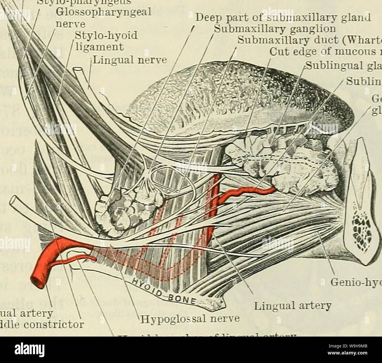 Archiv Bild von Seite 1140 von Cunningham's Lehrbuch der Anatomie (1914). Cunninghams Lehrbuch der Anatomie cunninghamstextb 00 cunn Jahr: 1914 (DEN MUND. 1107 Öffnung des Mundes. Es ist der Teil der Buchse nimmt der Abstand zwischen den Lippen und Wangen extern und die Zähne und Zahnfleisch intern. In der normalen ruhenden Zustand, wenn der Mund ist geschlossen und die Lippen und die Zähne sind in Kontakt, die Vertiefung ist praktisch durch die Tagung der Wände ausgelöscht, und es wird nur ein Schlitz - wie Intervall, mit einem schmalen Dach und Boden, die durch die Reflexion der Schleim gebildet Stockfoto