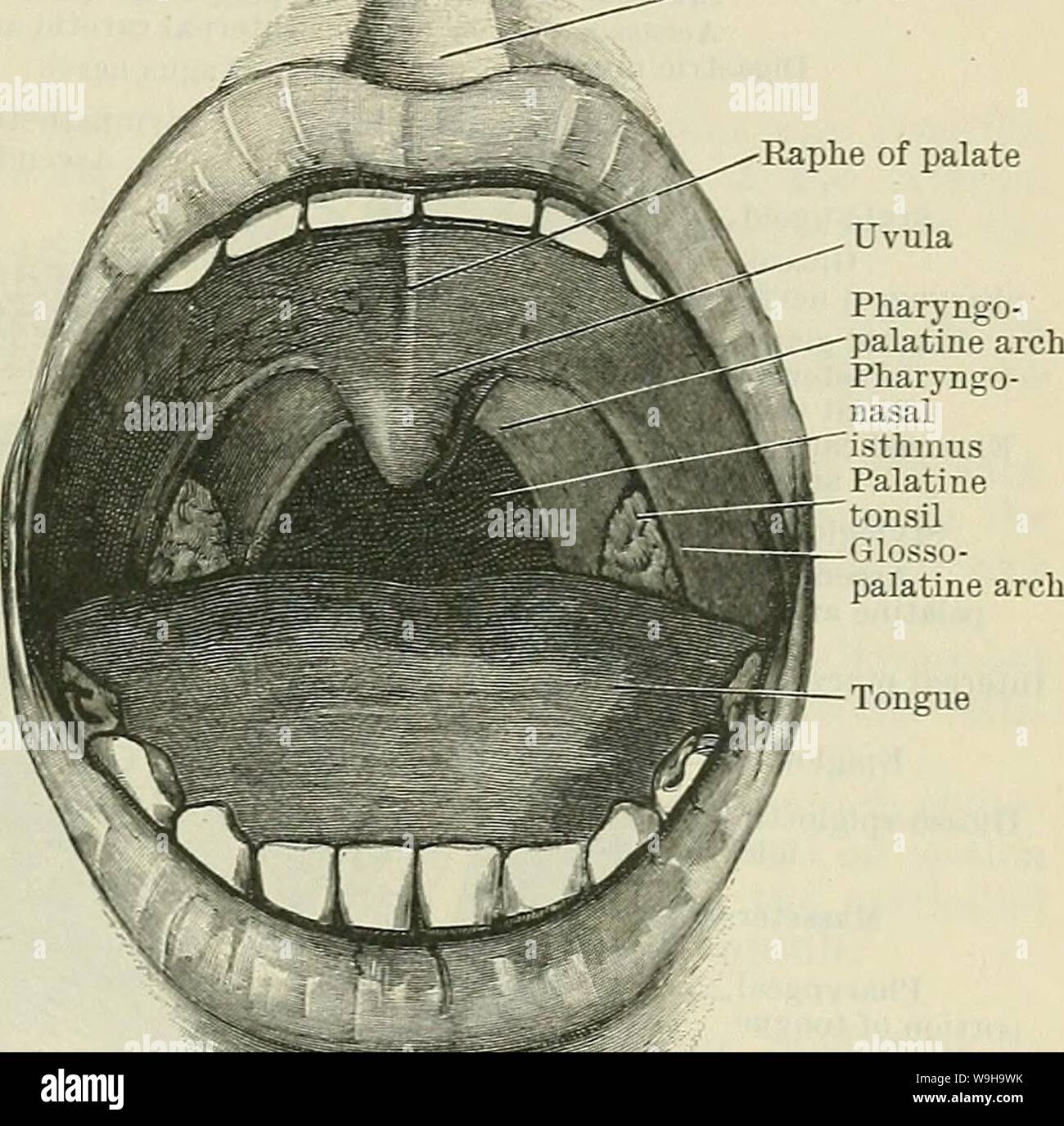 Archiv Bild von Seite 1176 von Cunningham's Lehrbuch der Anatomie (1914). Cunninghams Lehrbuch der Anatomie cunninghamstextb 00 cunn Jahr: 1914 (die PHAKYNX. 1145 (Abb. 903) stellt ein Dreieck, Sinus tonsillaris, vorher begrenzt durch die glosso - Pfälzer Arch, Posterior durch die pharyngo-pfälzischen Arch, und unten an den Seiten der Zunge in den Rachen teil. Dieser Bereich wird in den größeren Teil seiner Maße von der Tonsille belegt. Oberhalb der Tonsillen gibt es eine Depression, der Fossa supratonsillaris (Abb. 903), die von beträchtlichem klinischem Interesse. Der Arcus pnaryngopalatinus (O Stockfoto