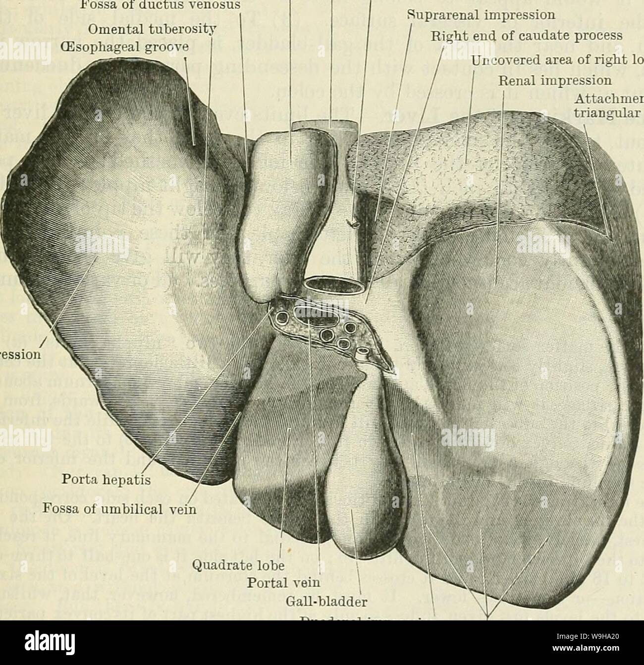 Archiv Bild von Seite 1226 von Cunningham's Lehrbuch der Anatomie (1914). Cunninghams Lehrbuch der Anatomie cunninghamstextb 00 cunn Jahr: 1914 (DIE LEBER 1193 von ihr getrennt von der Fossa des Ductus venosus. Der Nut führt hinunter in die gastrische Eindruck auf der unteren Oberfläche des linken Lappens (Abb. 938), und, wenn sie in den Körper, in Verbindung mit der Prominent rechts oder anterioren Rand der ösophageale Öffnung des Zwerchfells liegt (siehe S. 1152 und Abb. 912), manchmal auch mit der Speiseröhre. Facies Inferior (untere Fläche). - Diese ist eine unregelmäßige, schräg geneigten Oberfläche ( Stockfoto