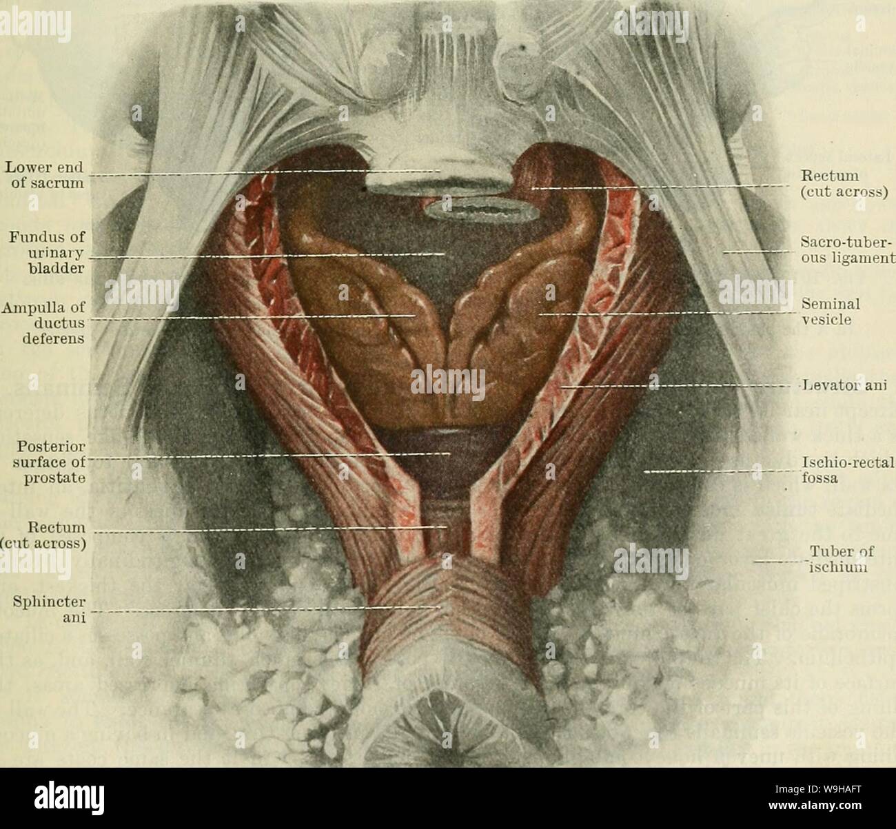 Levator Ani Stockfotos Und Bilder Kaufen Alamy