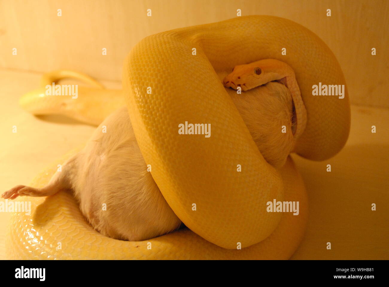 Eine goldene Python frisst ein Meerschweinchen in einem PET-Zentrum in Harbin, Provinz Heilongjiang im Nordosten Chinas vom 28. Juli 2007. Die goldenen Python stammt aus Birma Stockfoto