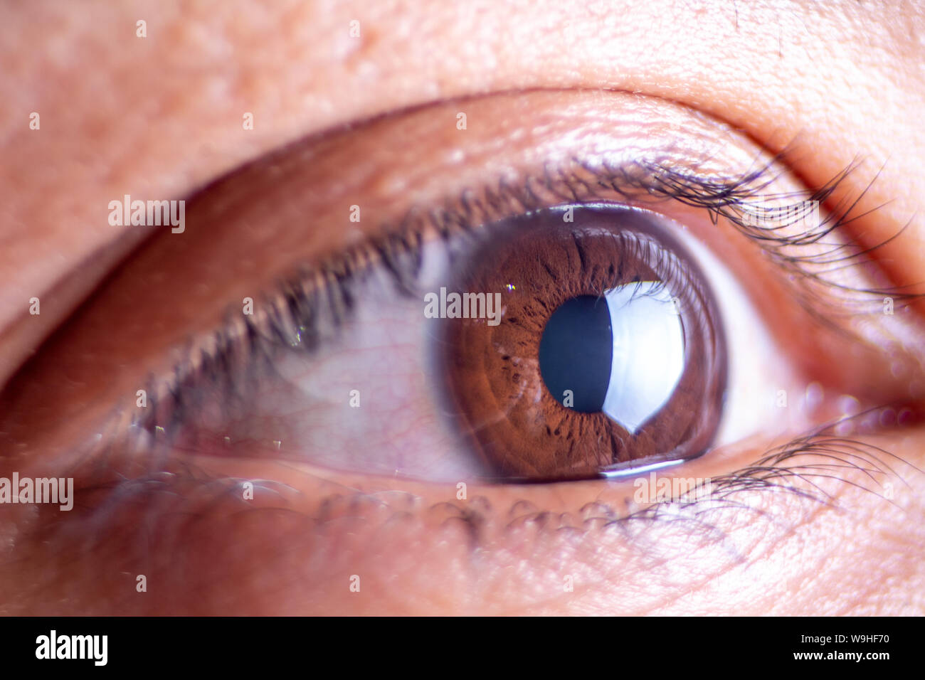 Nahaufnahme Braunes Auge mit detaillierten Wimpern Stockfoto