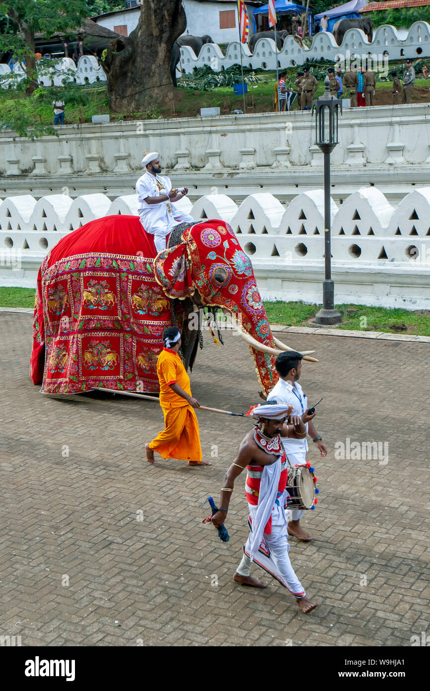 Auf einem tusker Elefant die Front Runner oder Peramununerala trägt einen Sarg, in dem sich die religiösen Aktivitäten der Perahera montiert. Kandy, Sri Lanka Stockfoto