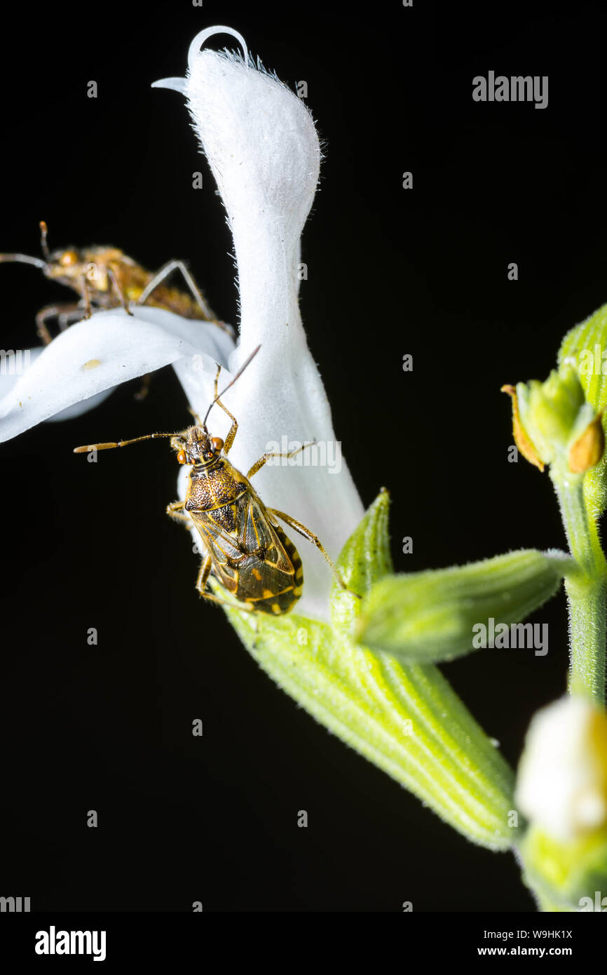 Kleine braune Insekt Bugs, die auf der Oberseite von einem kleinen weißen Blüten. Makro geschossen zu schließen. Stockfoto