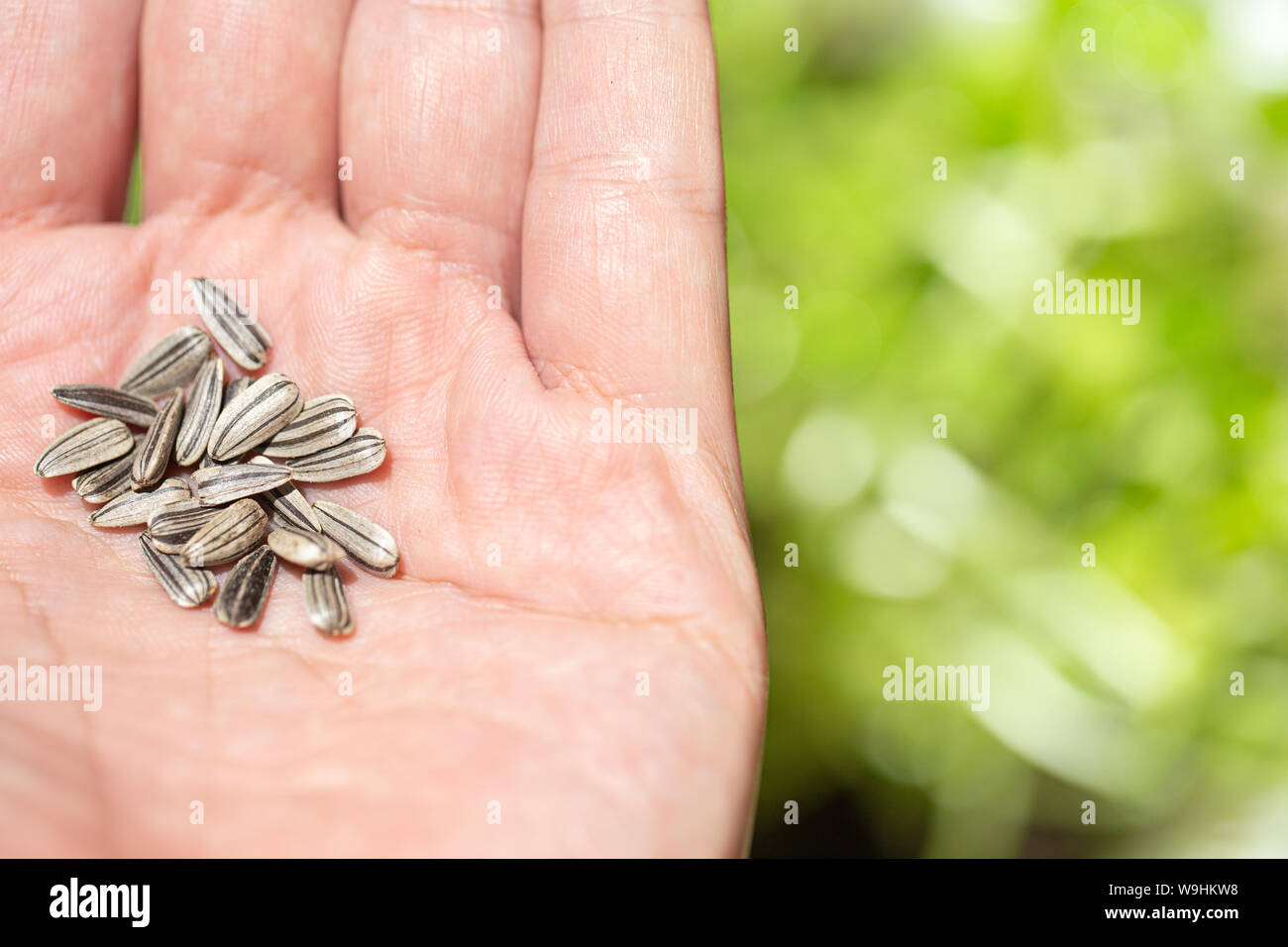 Sonnenblumenkerne, pflanzen Samen in der hand Palm mit grünen Platz für Text. Stockfoto