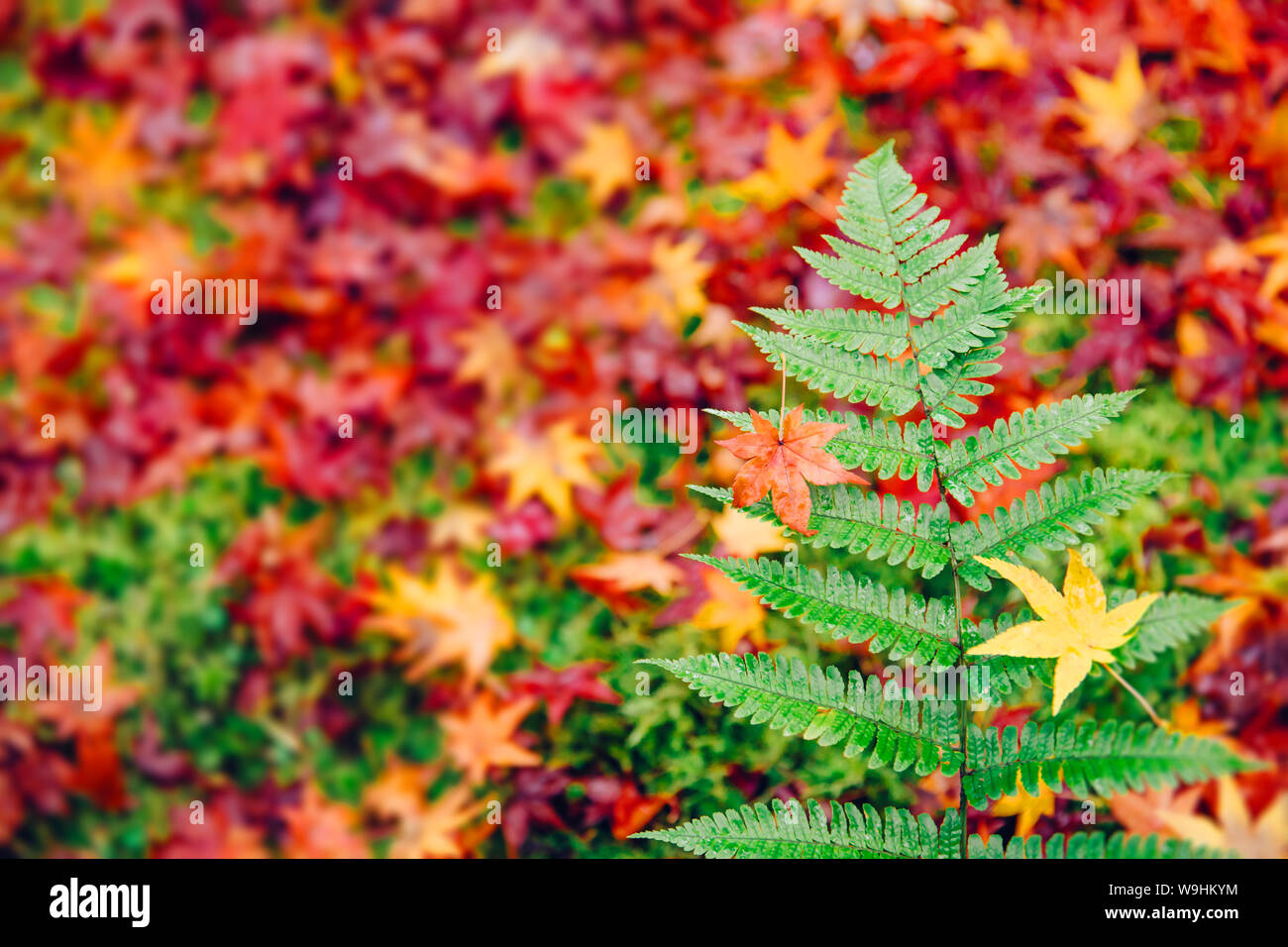 Grünen Farn im Herbst Jahreszeit mit Red maple fallen Decken auf dem Boden im Hintergrund in Japan Stockfoto