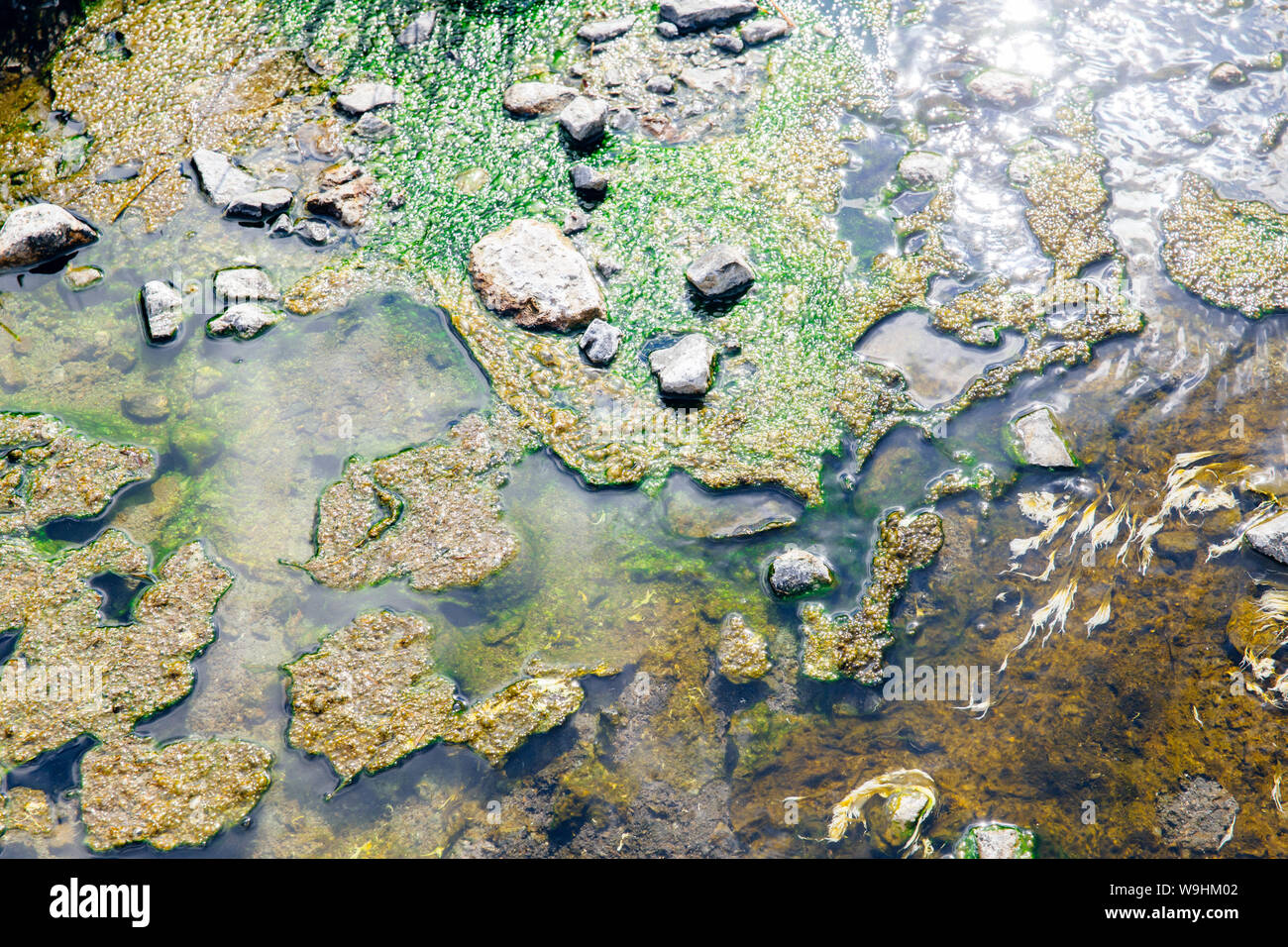 Flechten und Algen leben Werk in der heißen Quelle Mineralwasser sulfer Wasser mit grünem Chlorophyll für die Photosynthese Stockfoto
