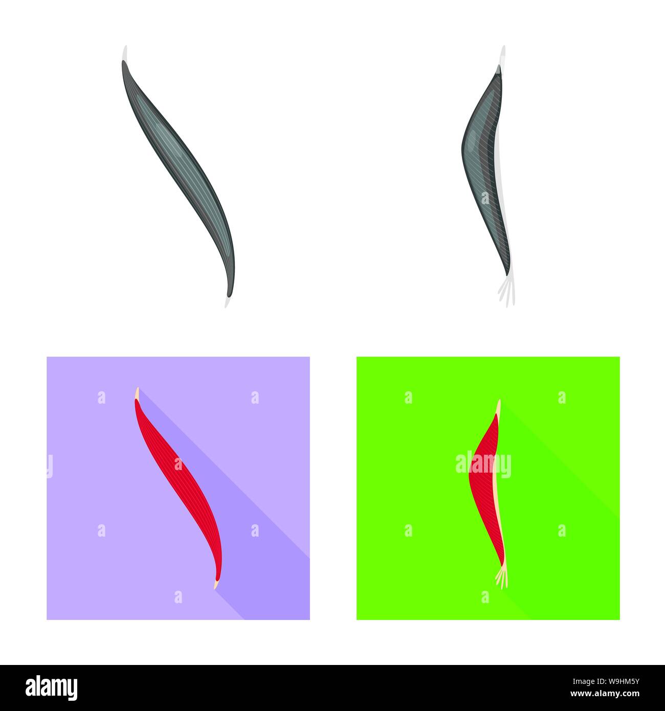 Isoliertes Objekt der Faser und muskulös. Satz von Faser- und Körper Symbol für das Web. Stock Vektor
