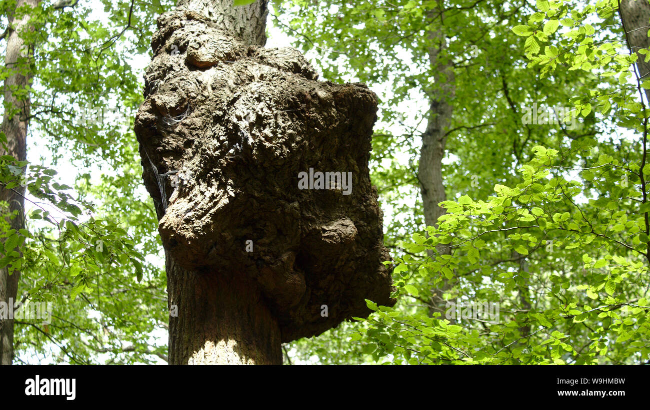 Broxbourne Landschaft Stockfoto