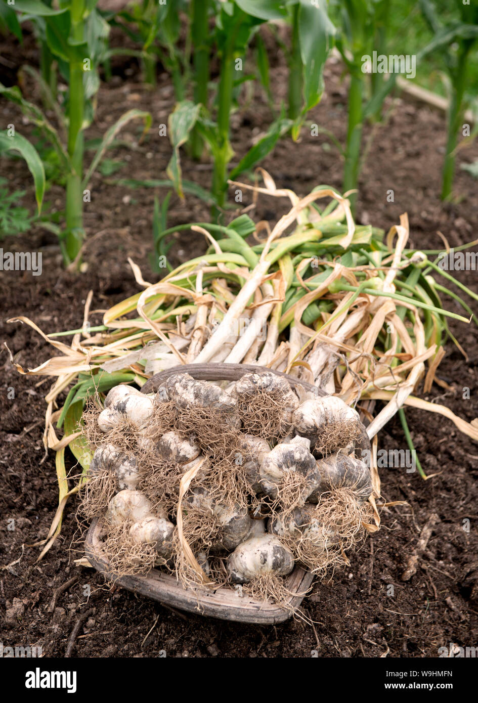 Frisch gegrabene Knoblauch Zwiebeln Stockfoto